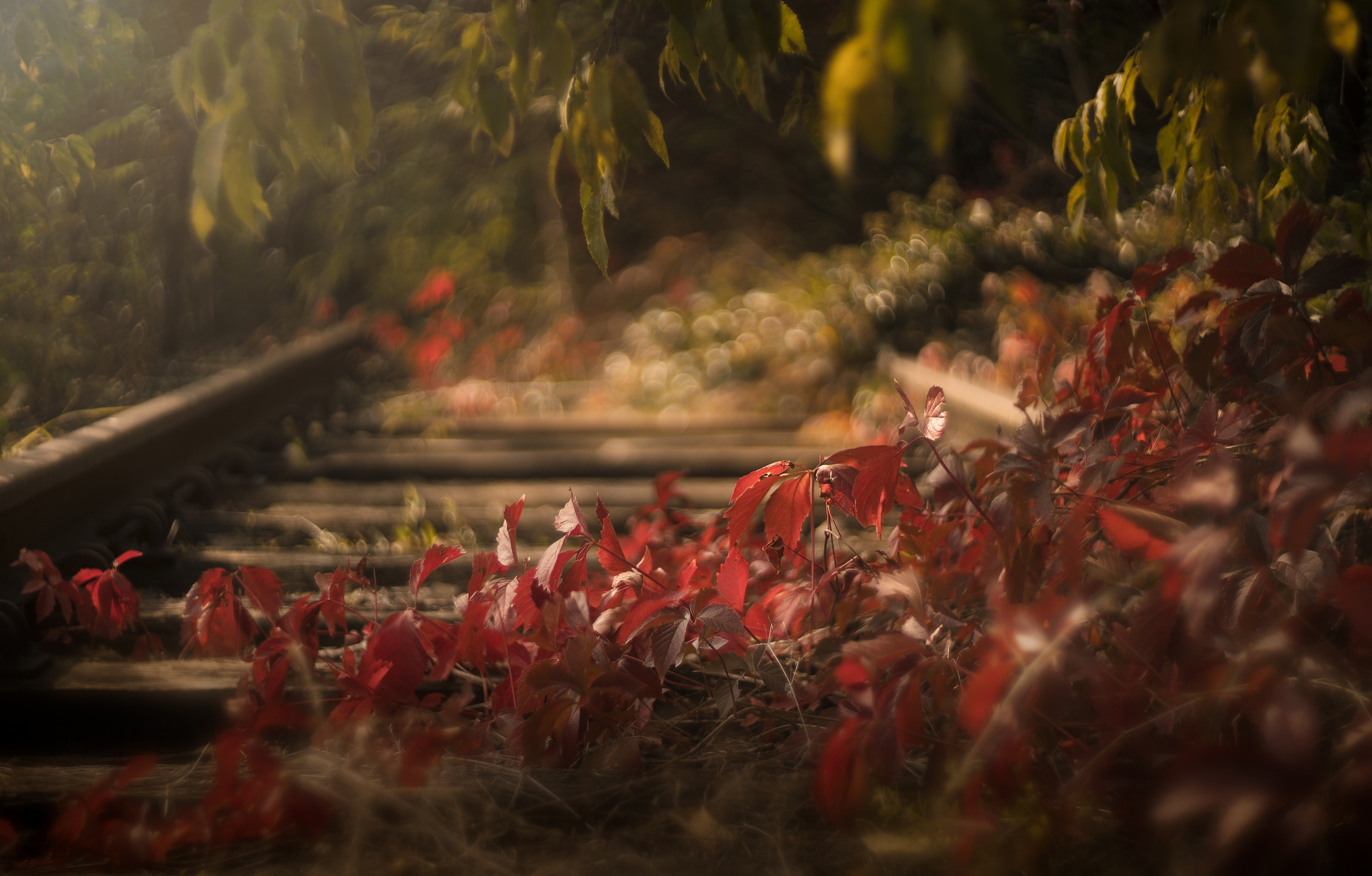 Rivincita dell'autunno