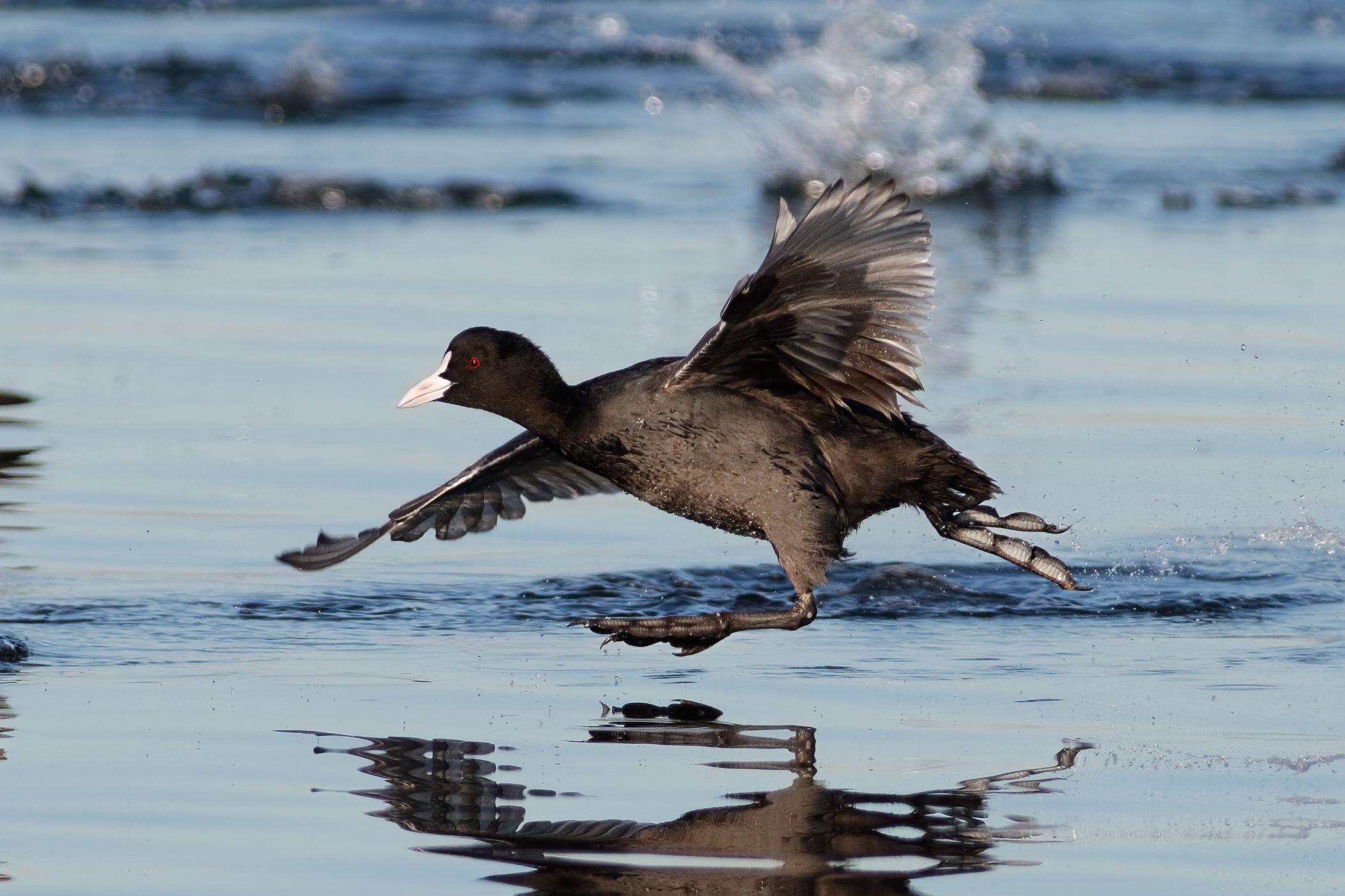 Io corro sola - Folaga