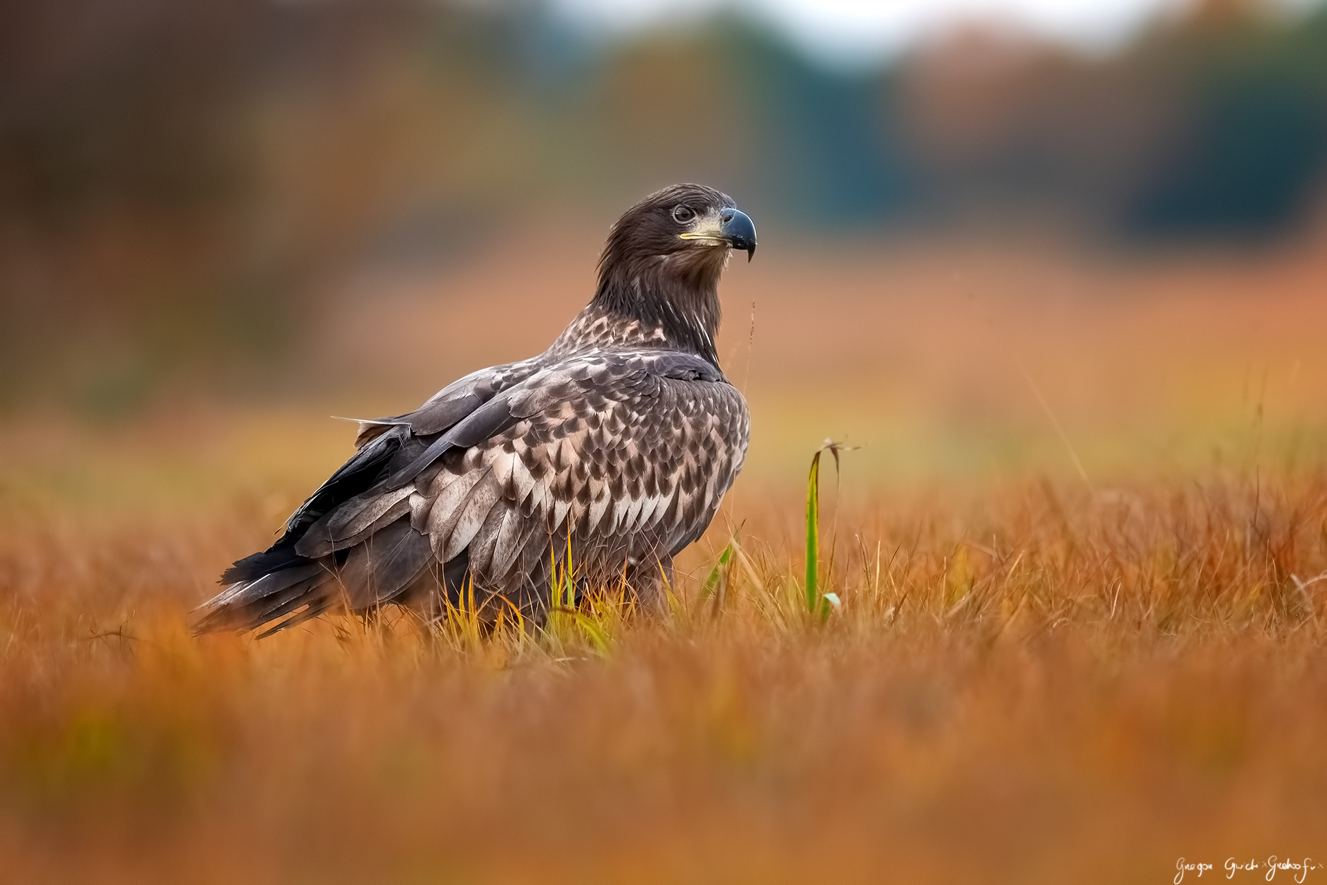 L'autunno sta arrivando...