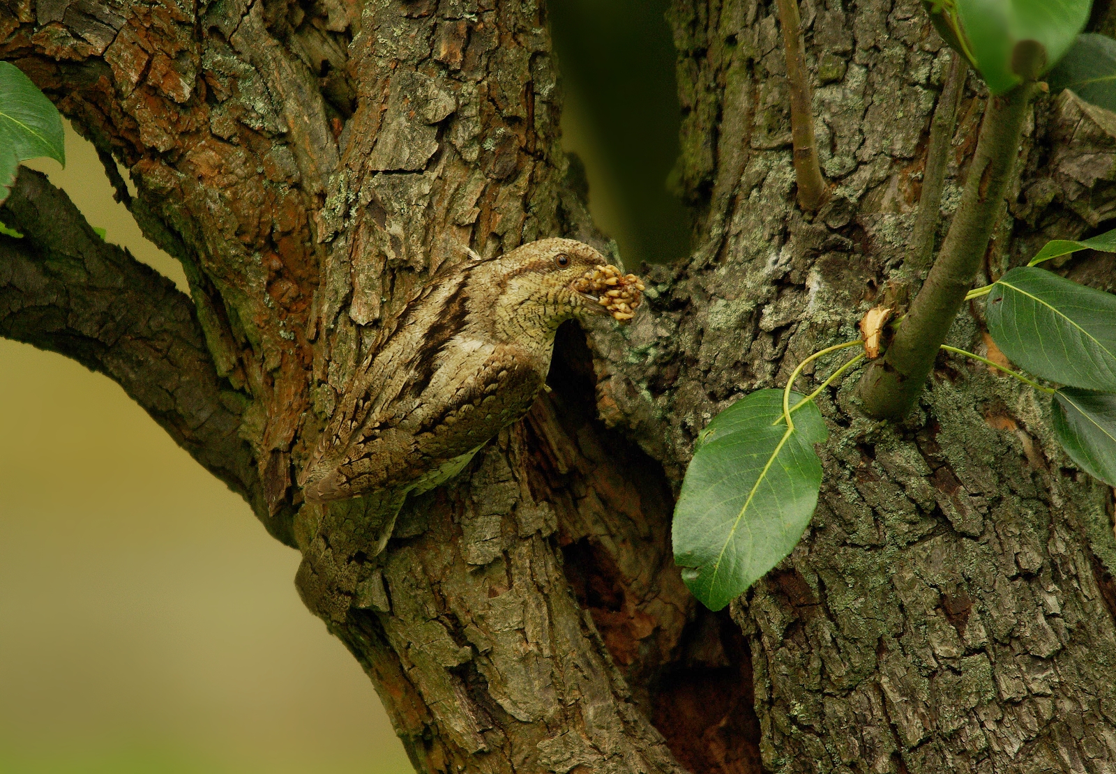 cattura rara Wryneck