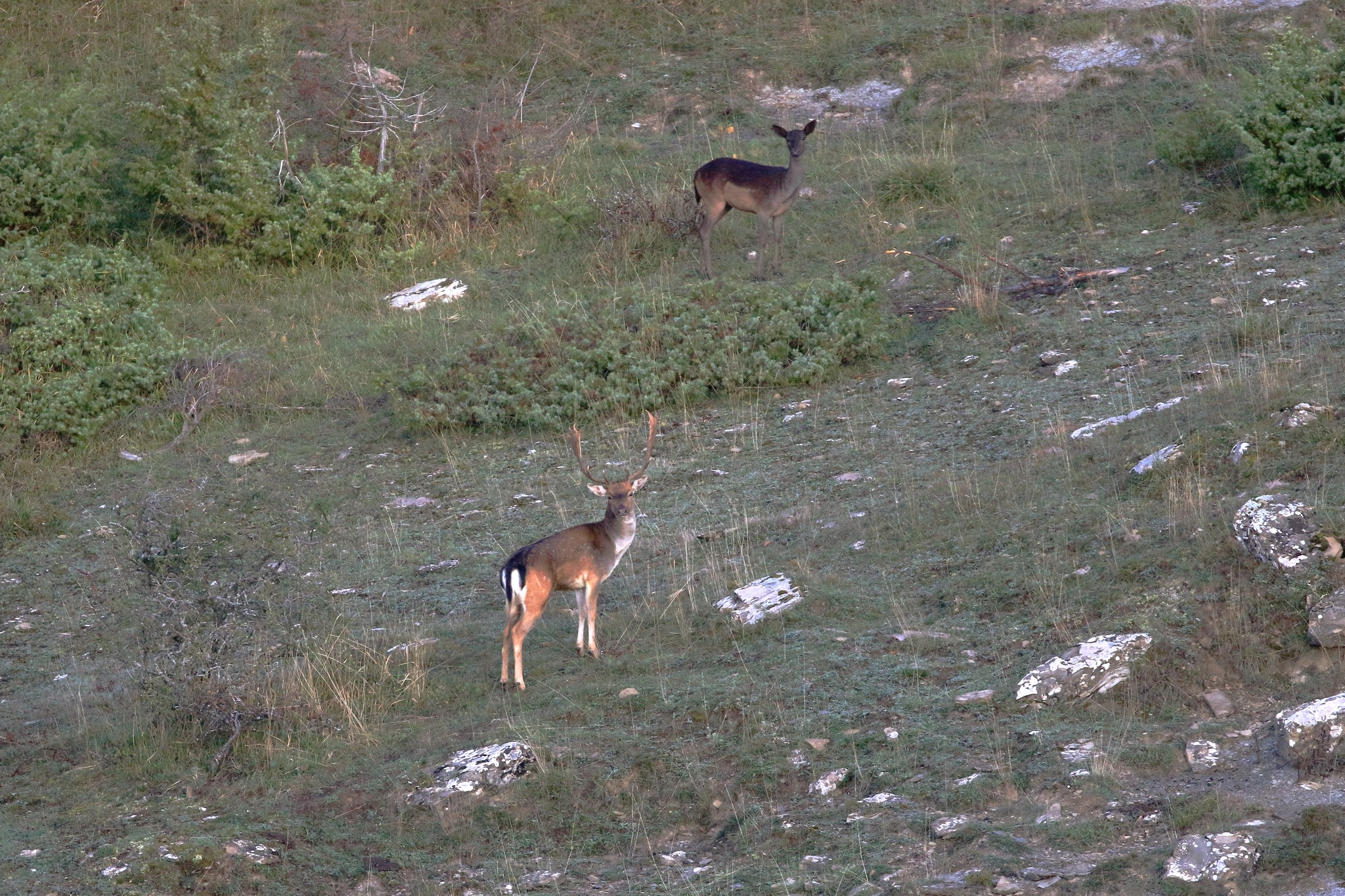 Male and female melanic deer