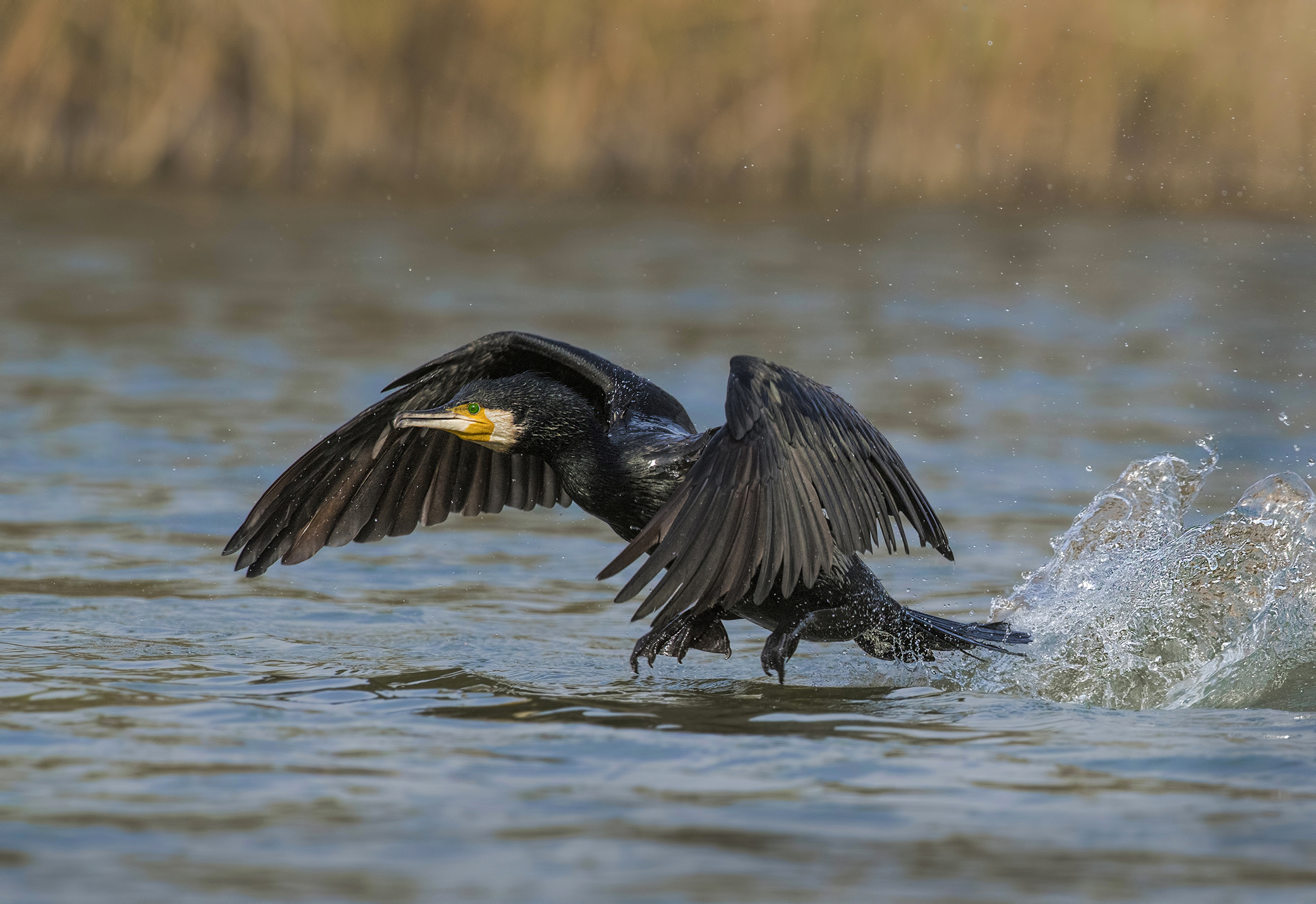 cormorant on takeoff