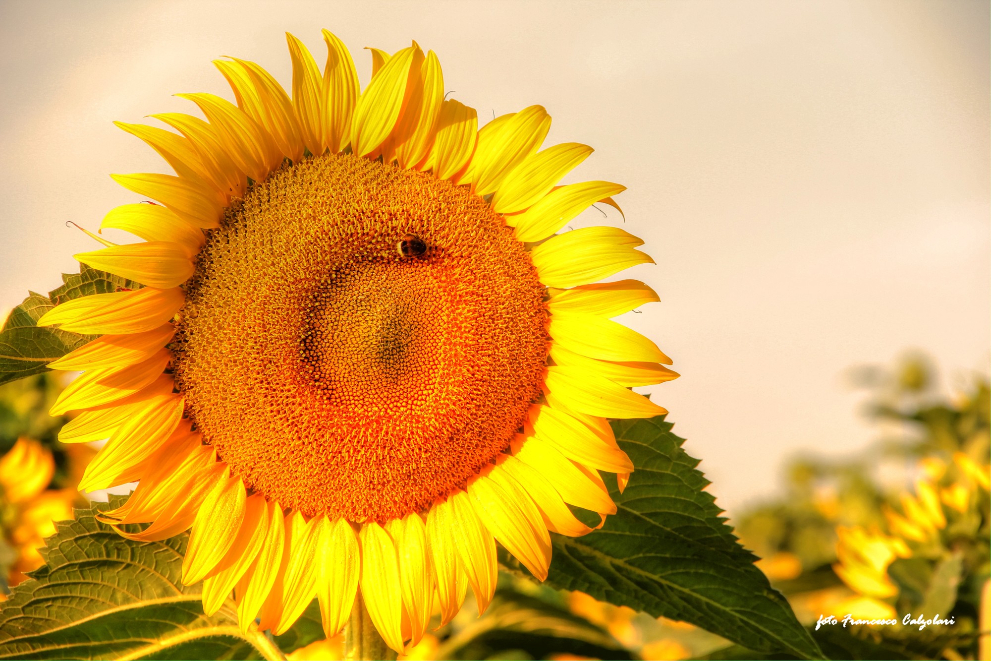 Girasole in compagnia