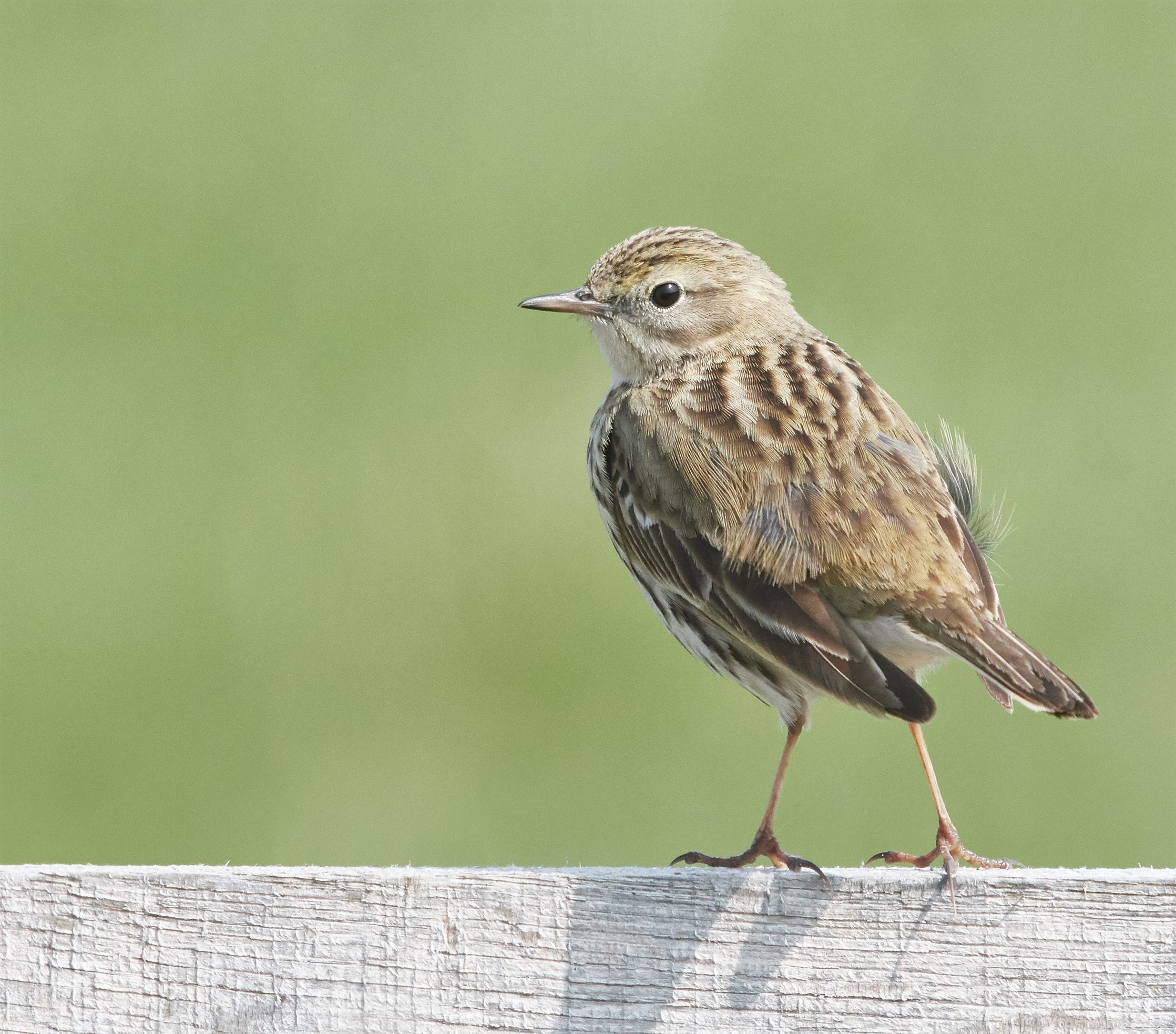 Meadow Pipit