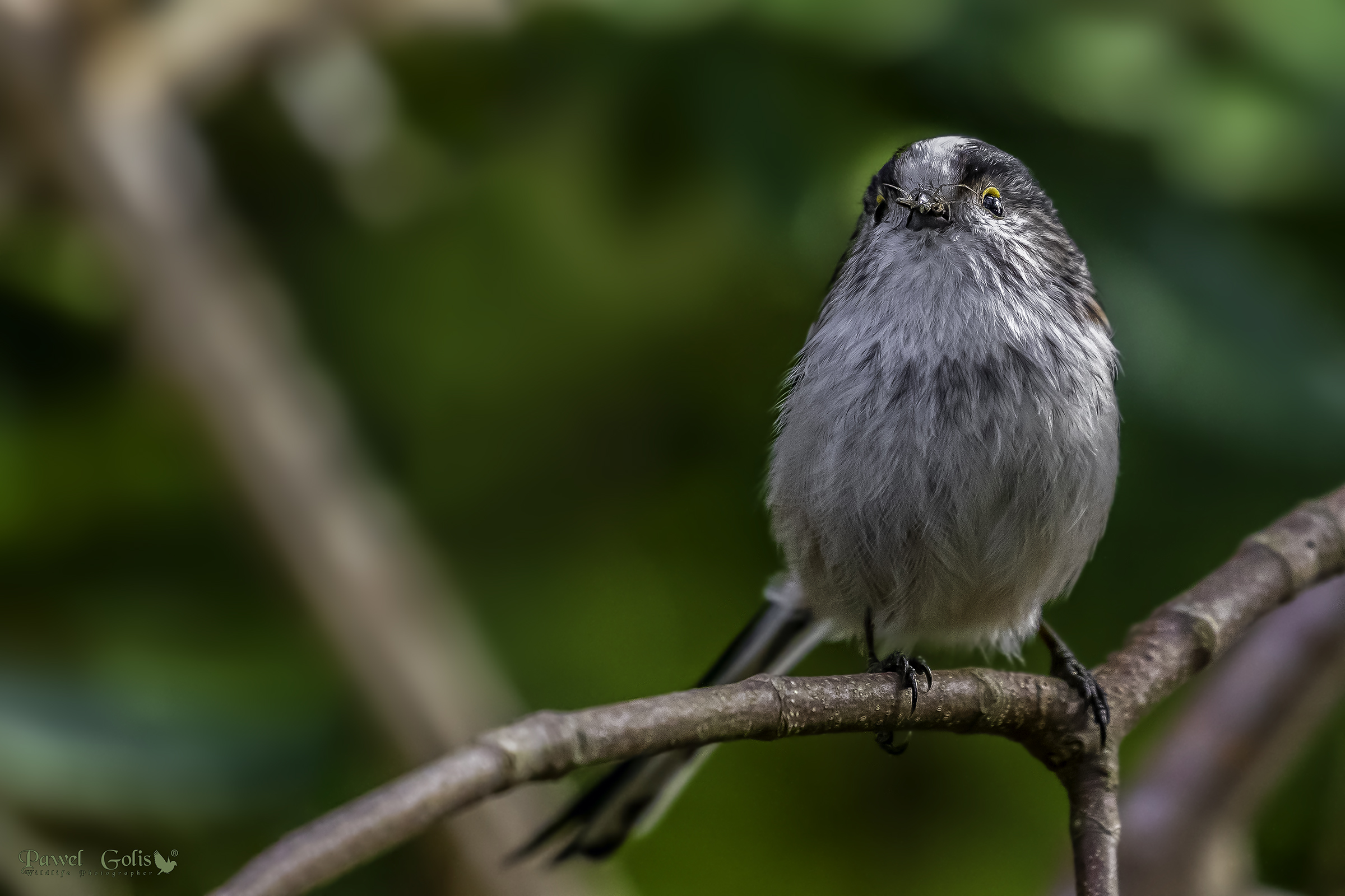 Bushtit dalla coda lunga (Aegithalos caudatus)