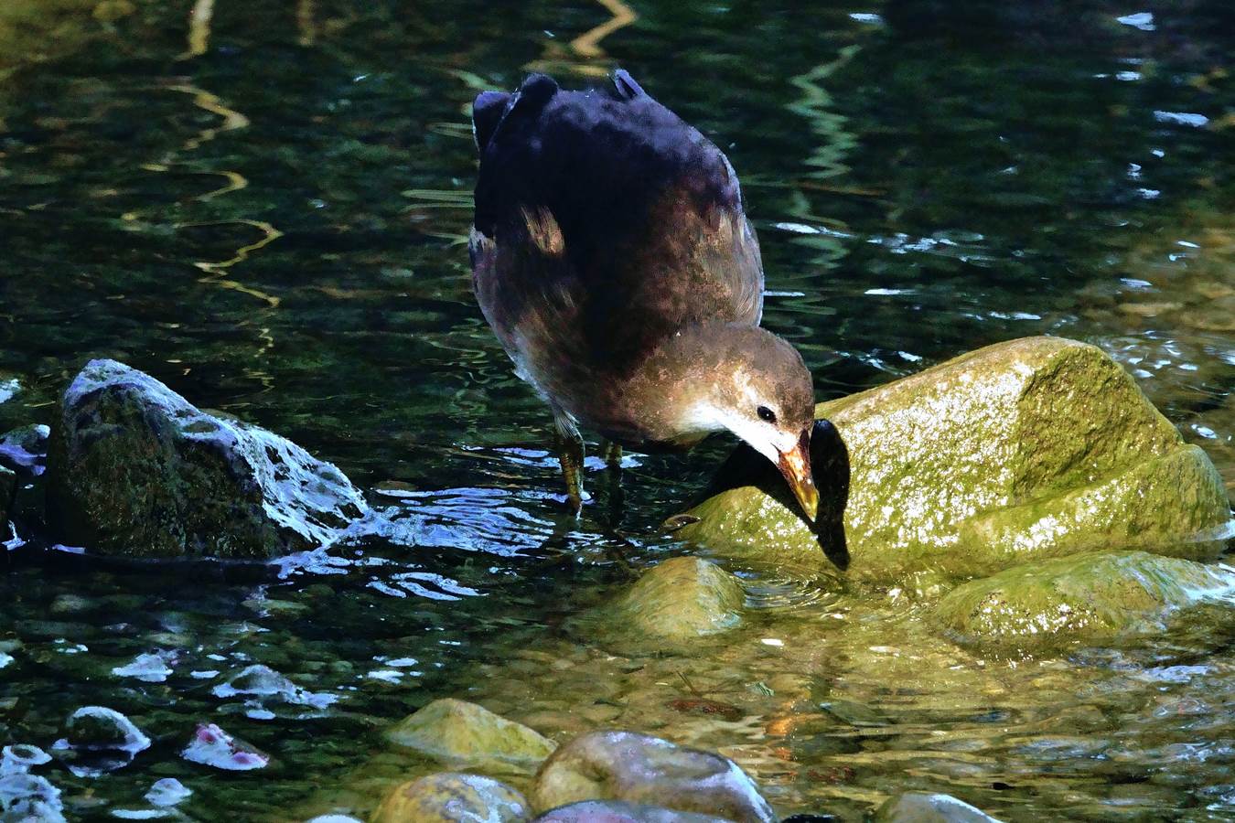 giovane gallinella d'acqua