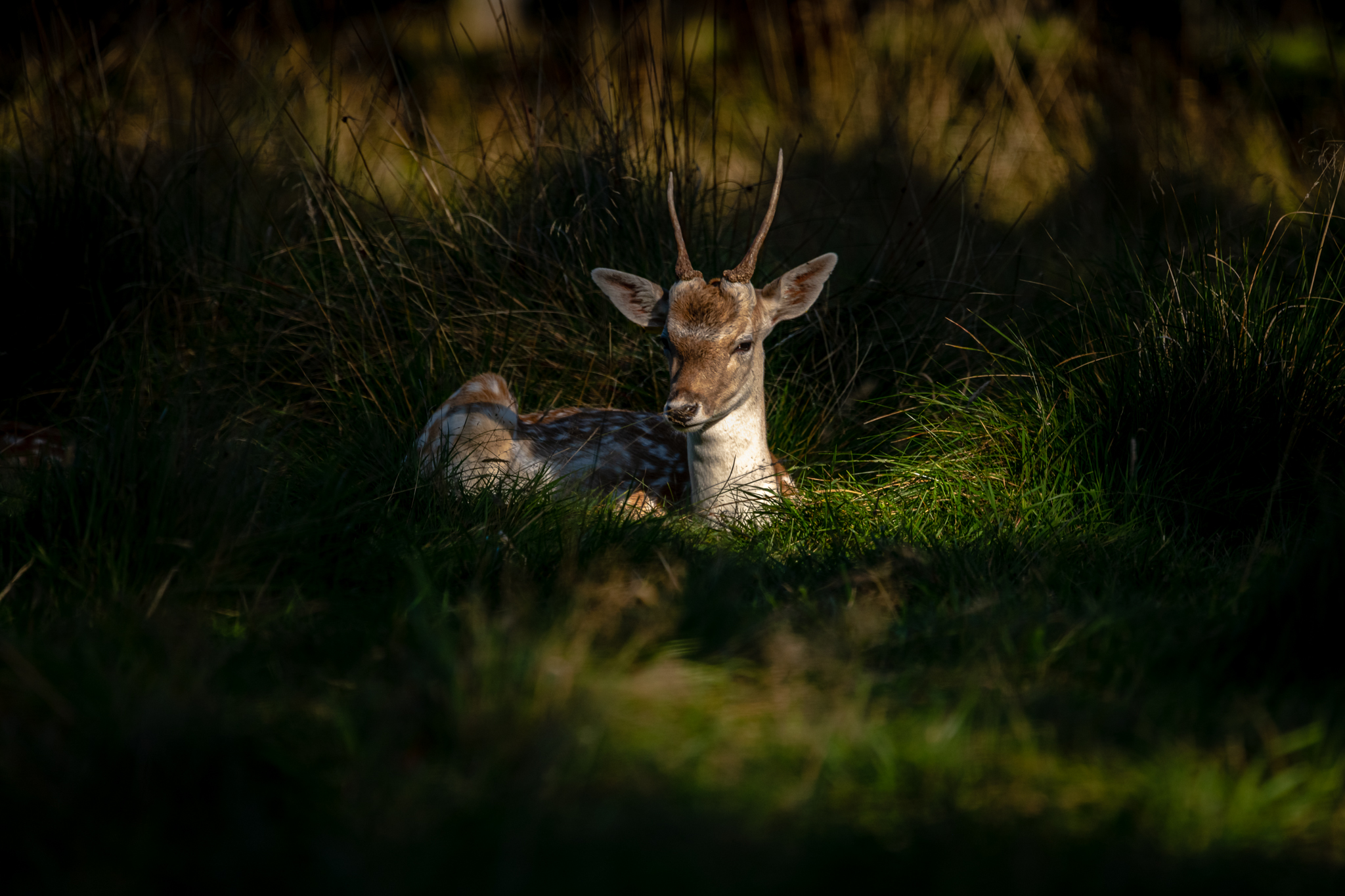Young fallow deer