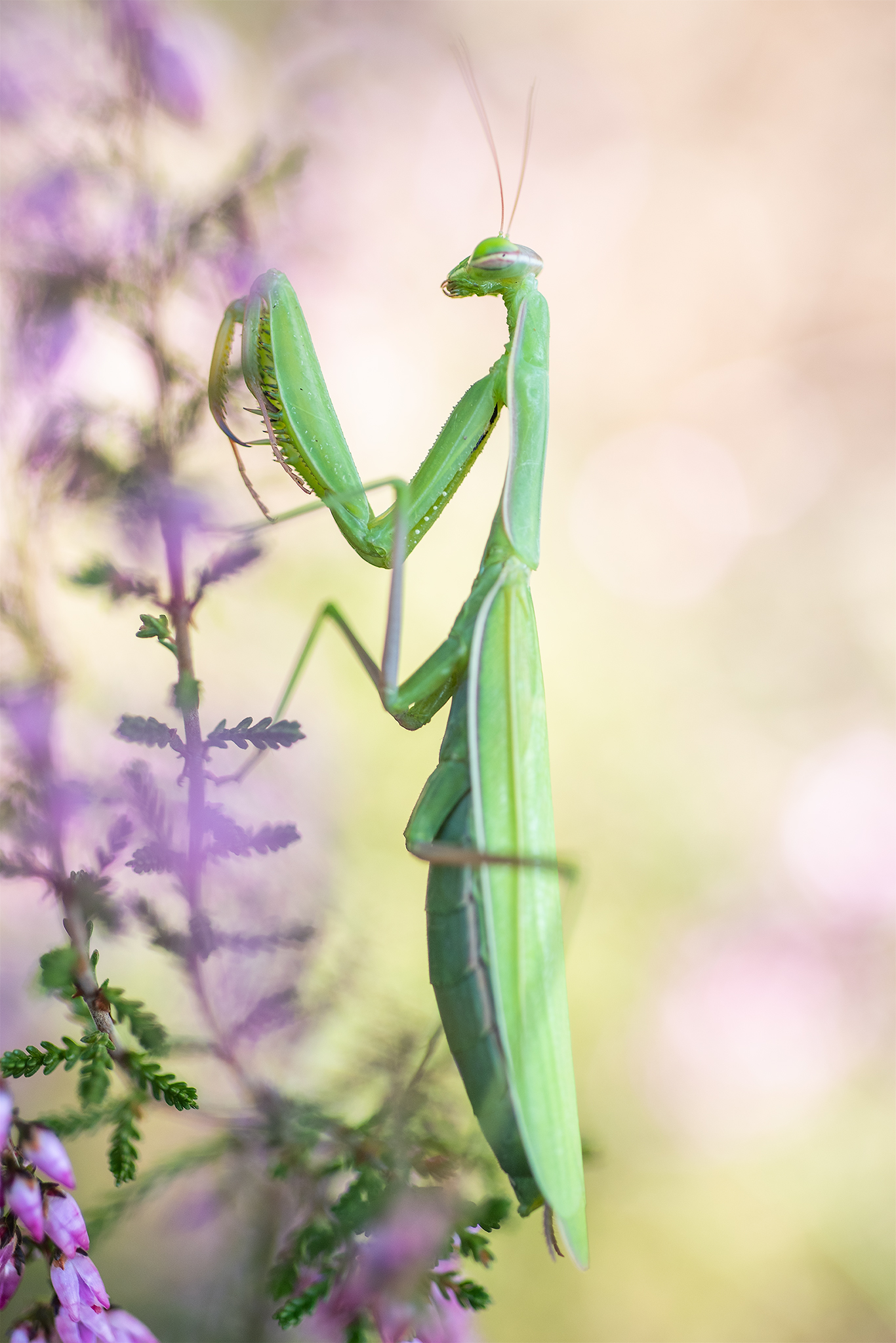 Religious mantis