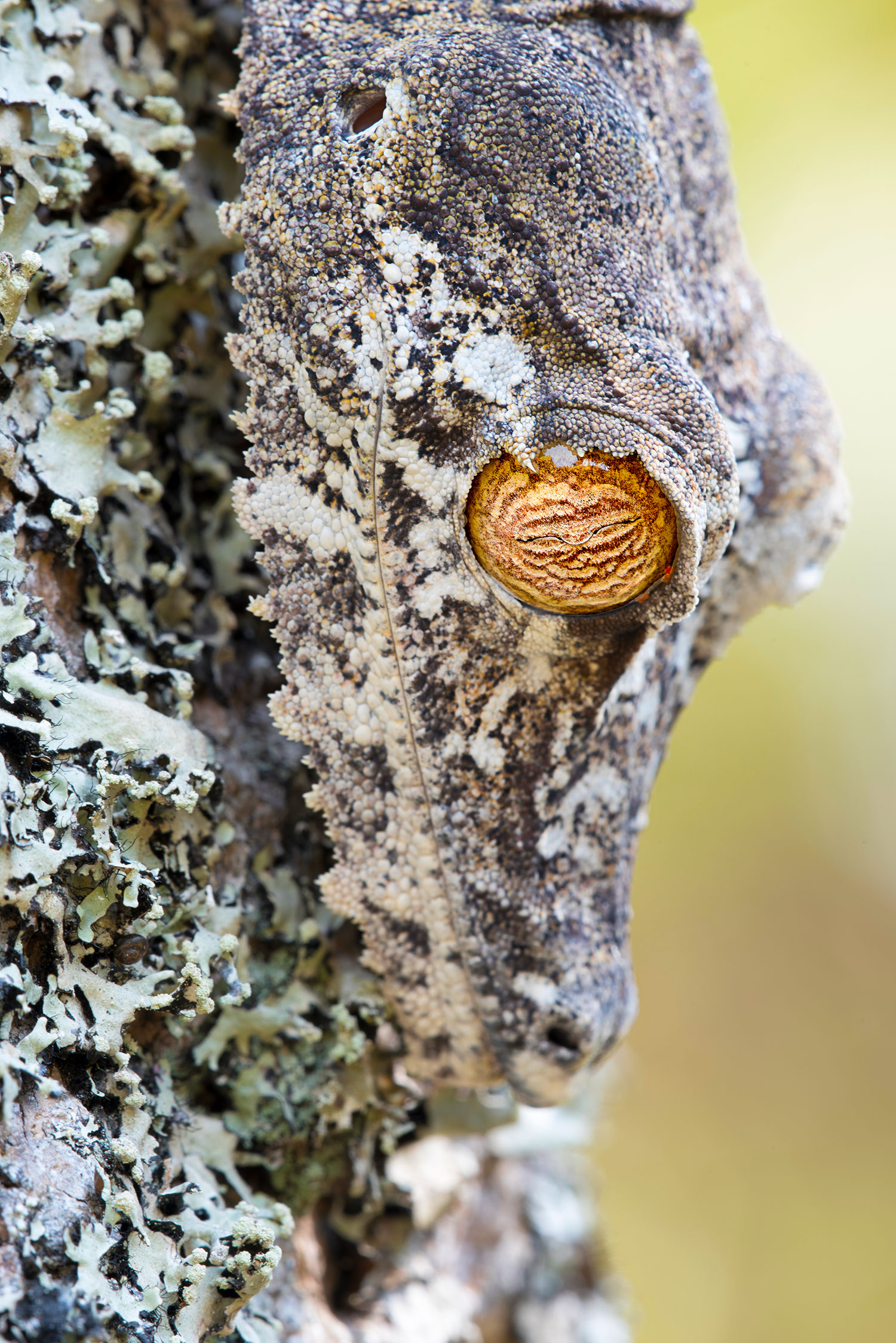 Ritratto di Geco Foglia Gigante