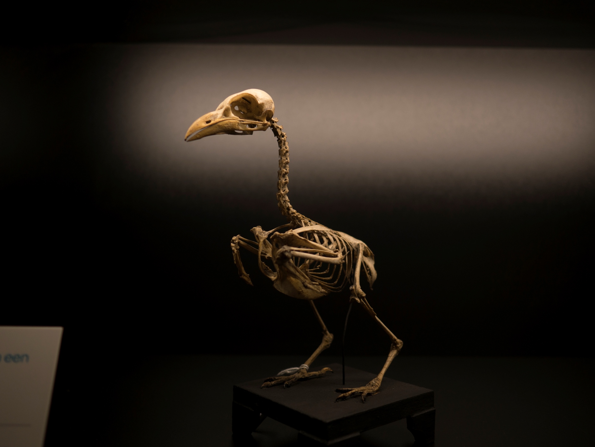 What's left of a duck