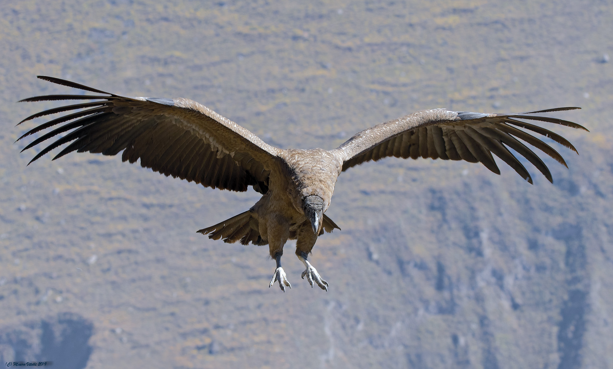 Condor Andinus (Vultur gryphus)
