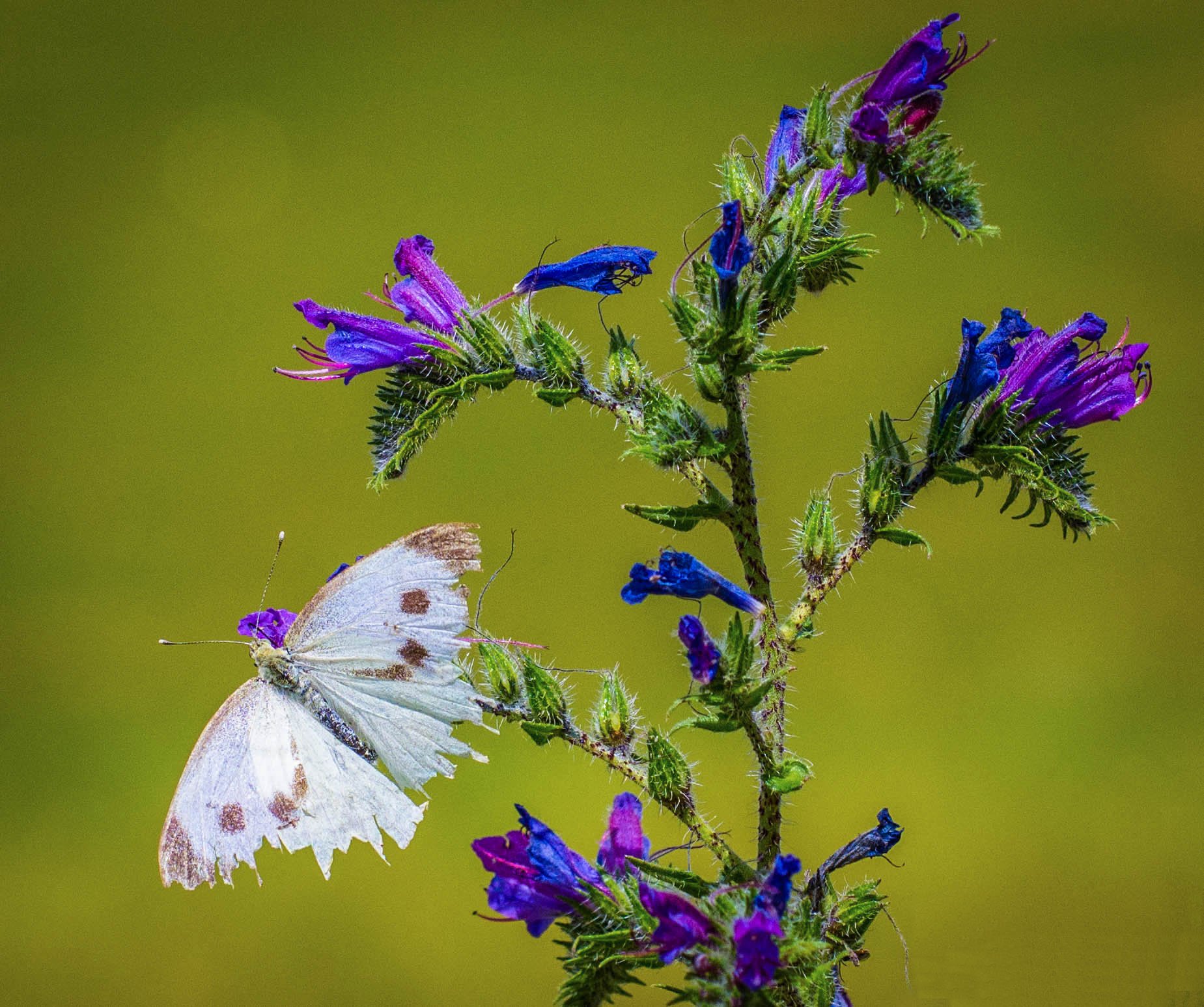 Pieris brassicae