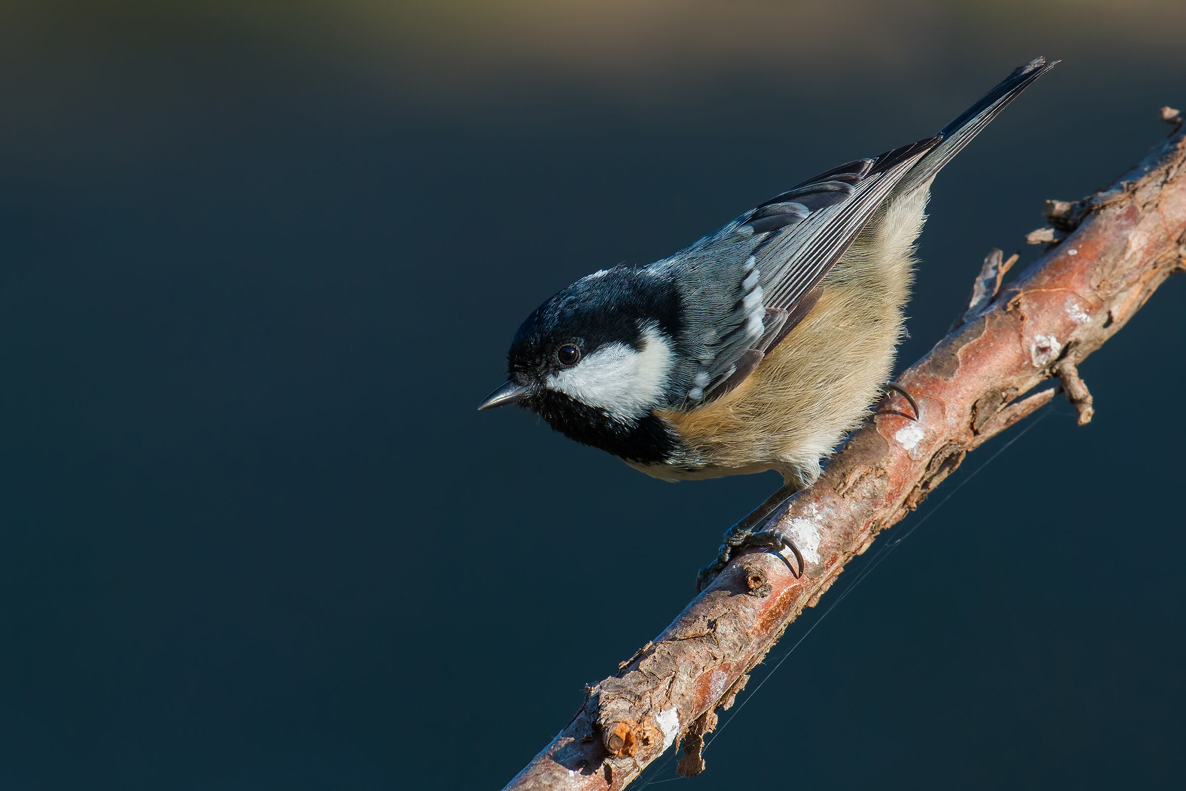 Tit di carbone