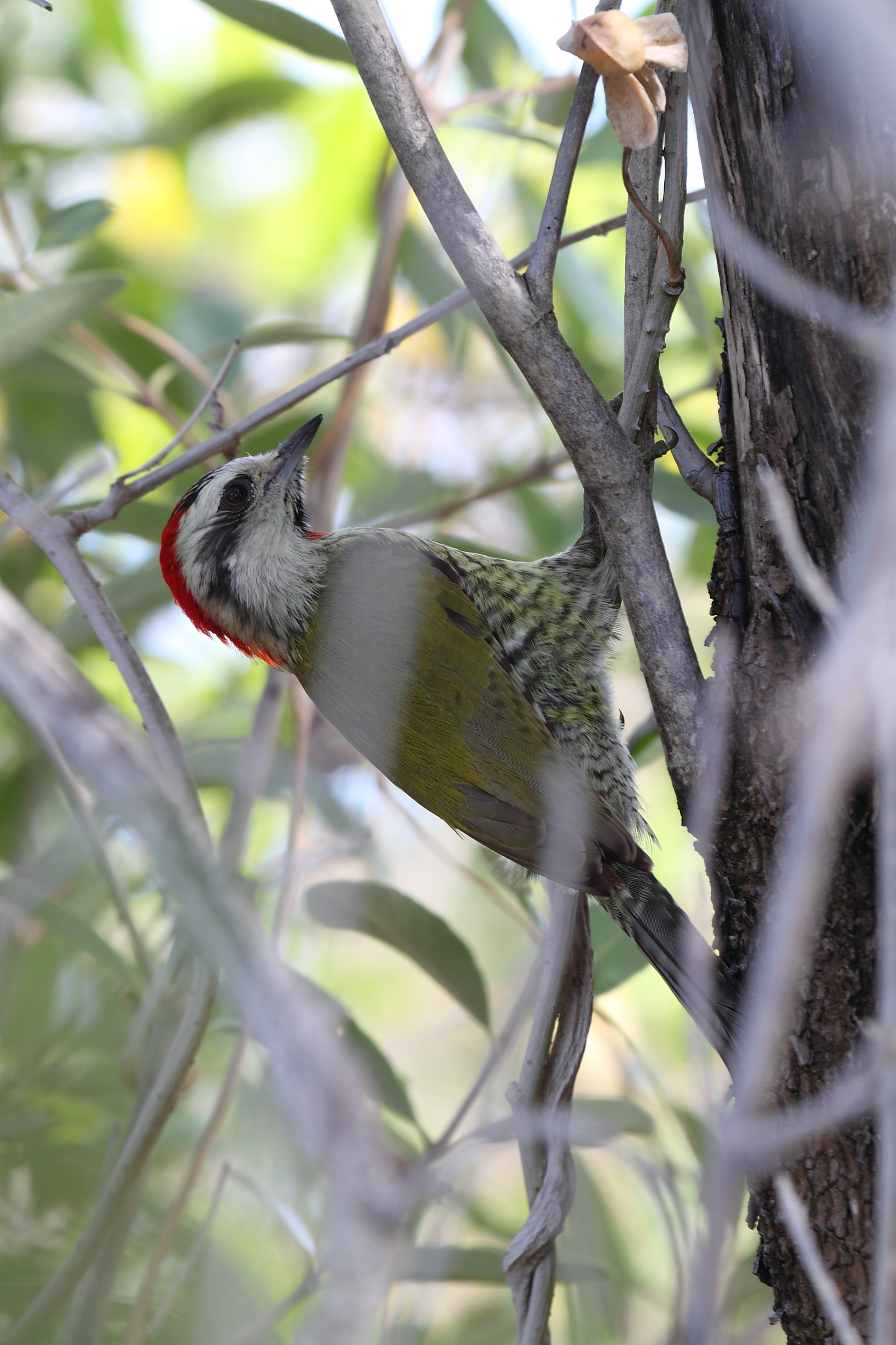 Green Woodpecker in Cuba