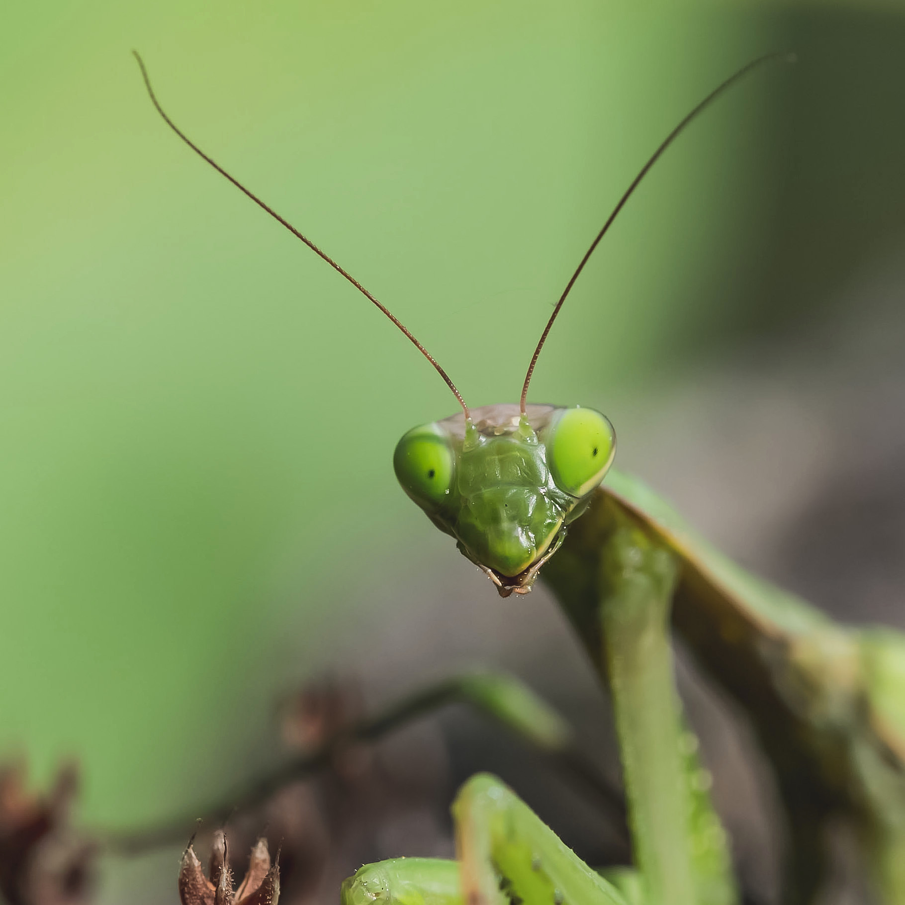Religious mantis