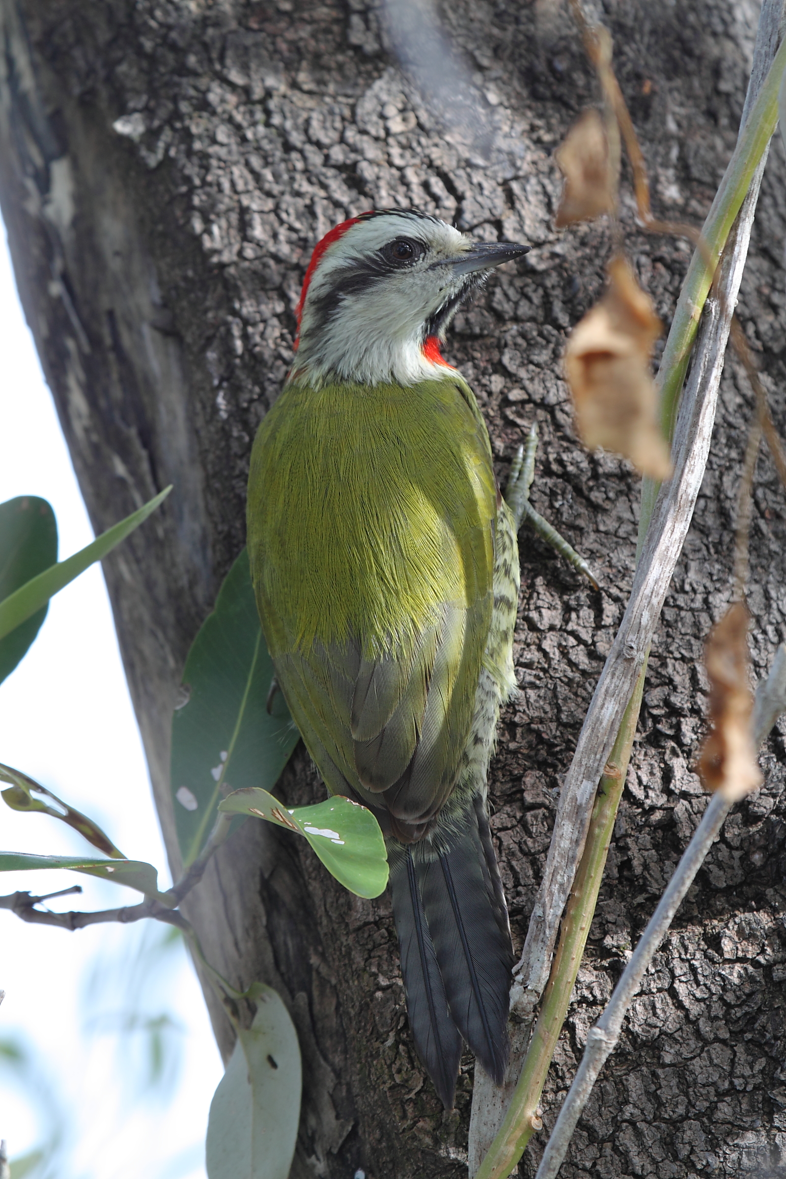 Picchio verde di Cuba