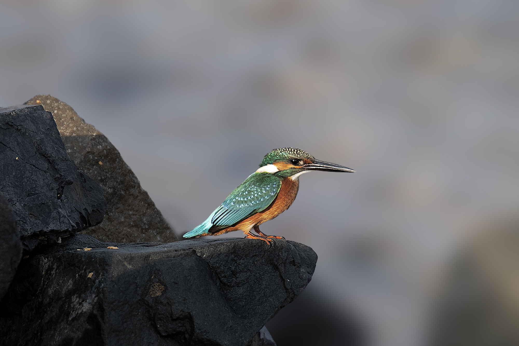 Martino d'Egitto all'alba