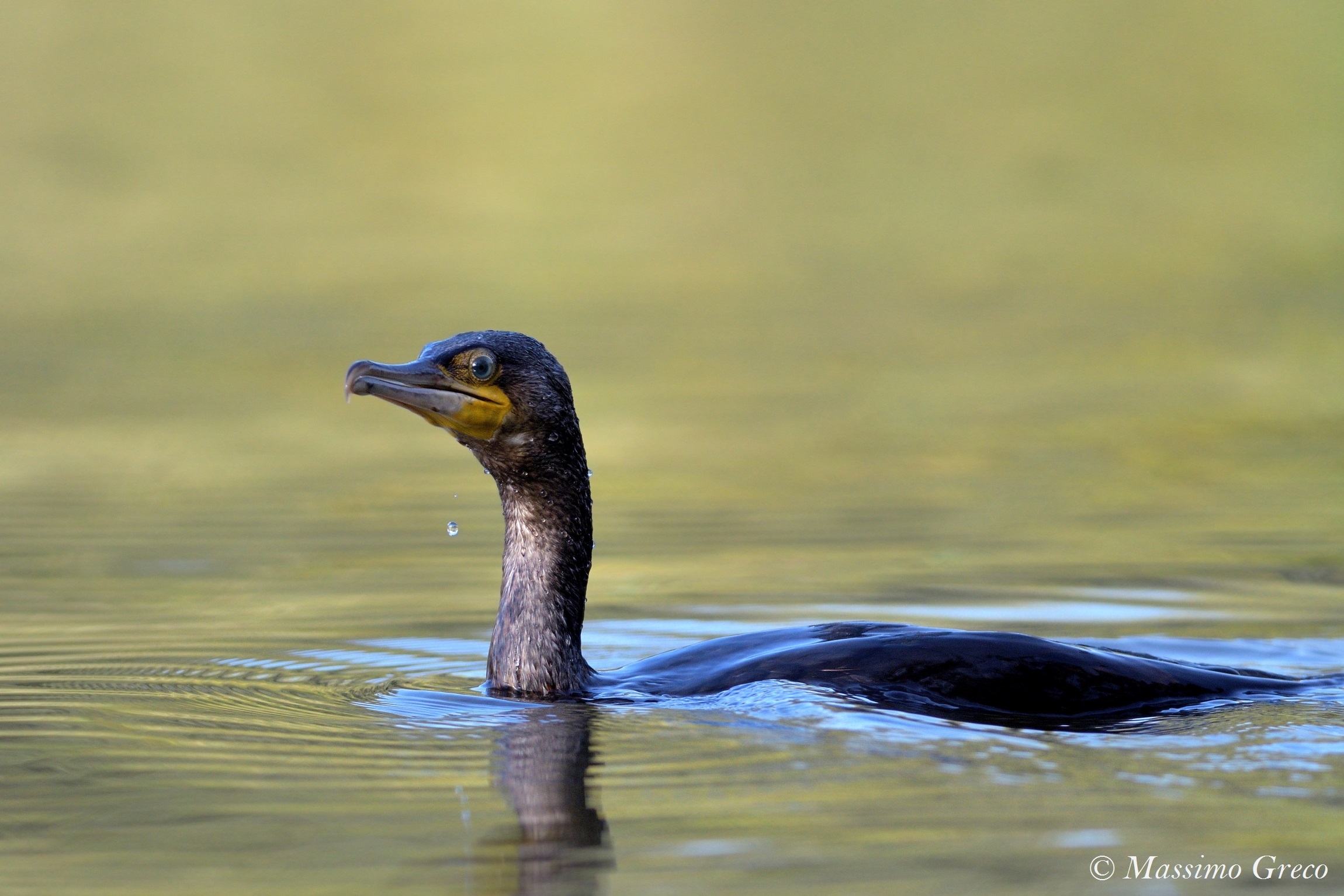 Cormoran (Phalacrocorax carbo)