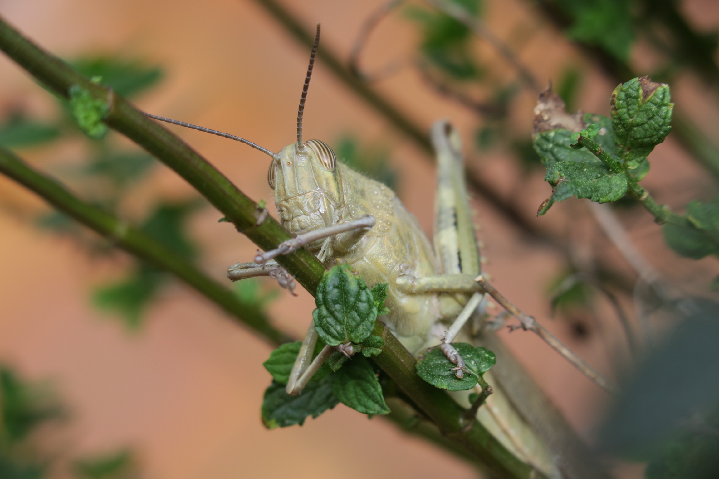 Locusta arrampicatrice