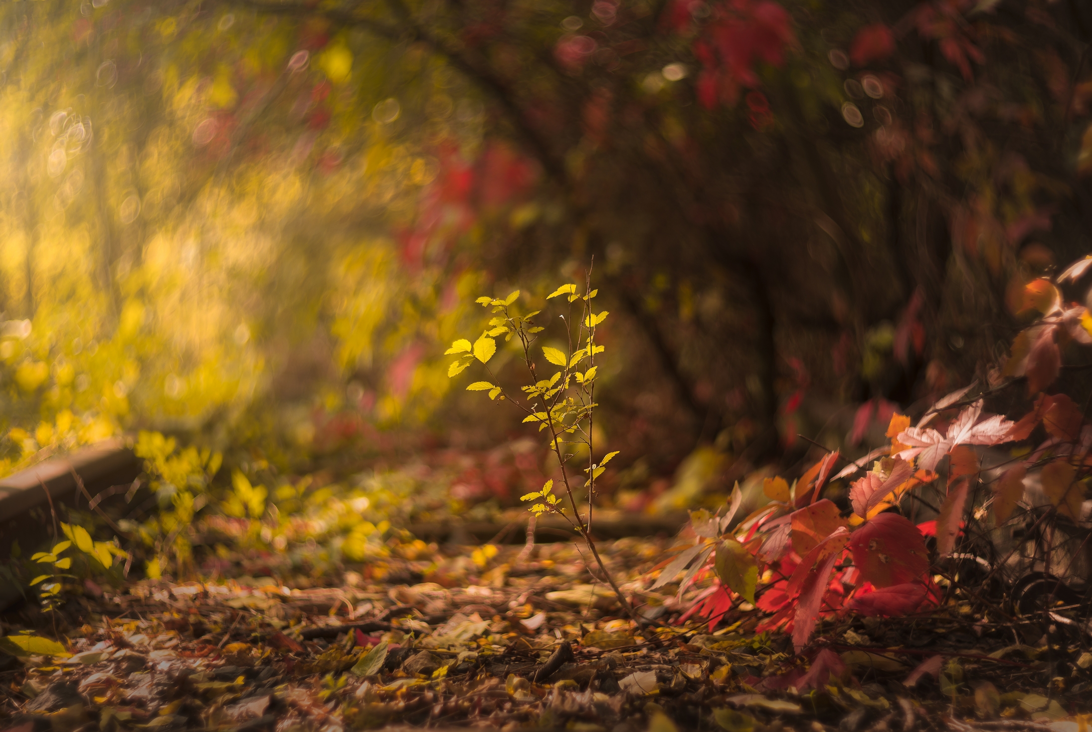 Autumn bokeh