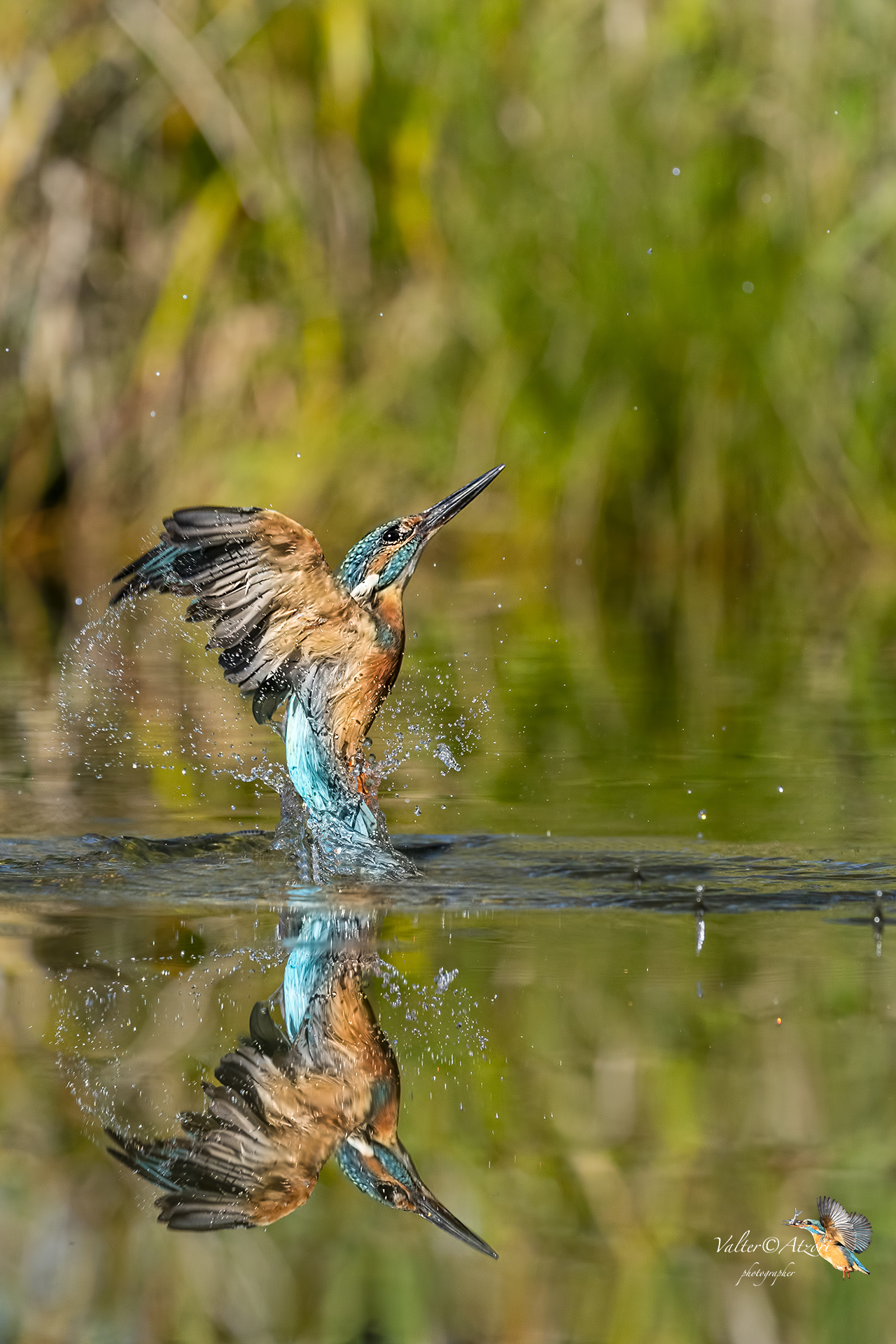 Martin Pescatore a specchio