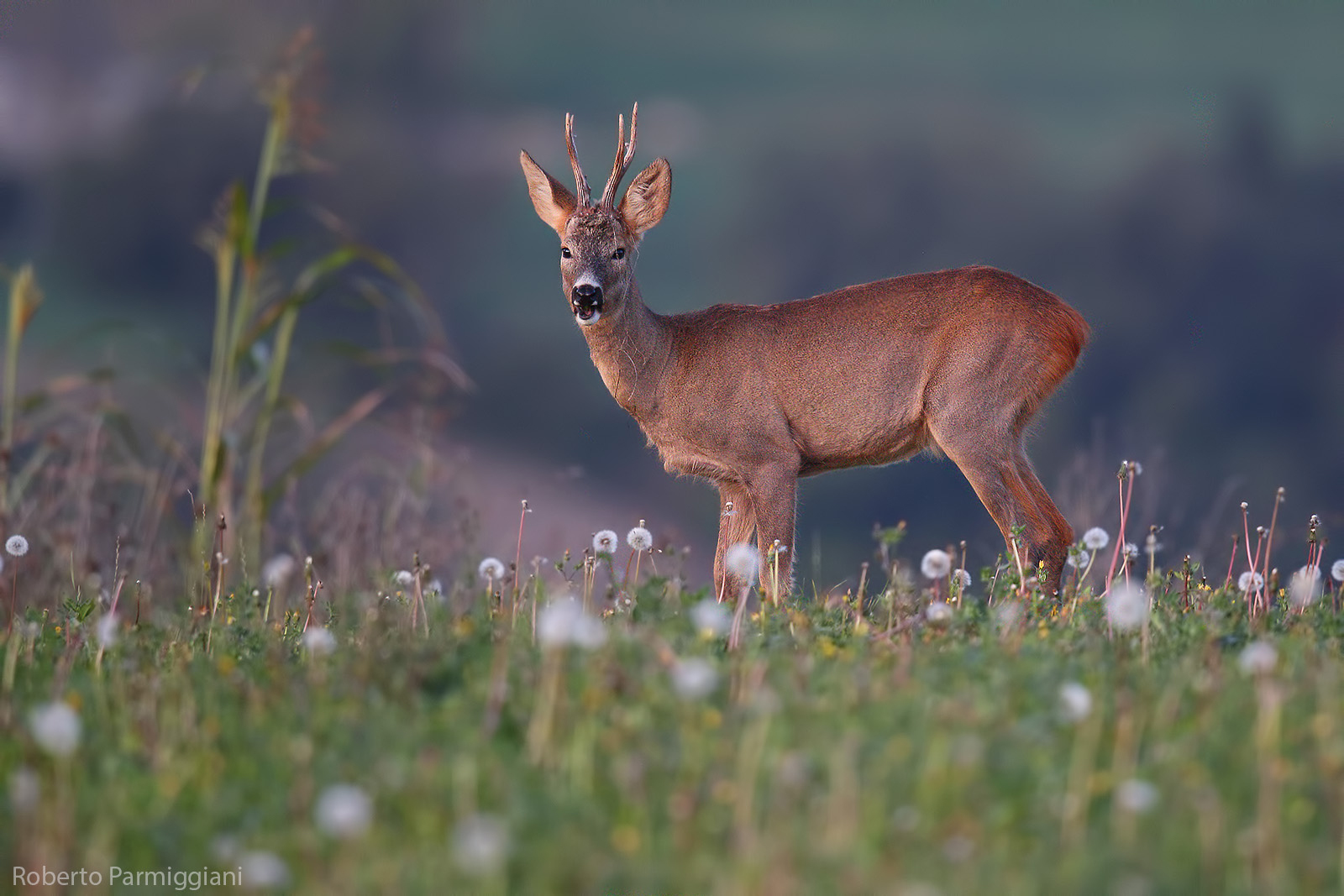 Capriolo e prato autunnale
