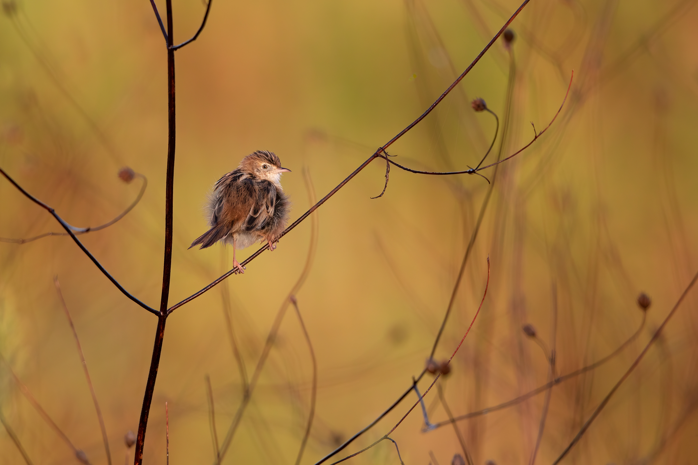 Il magico mondo del beccamoschino