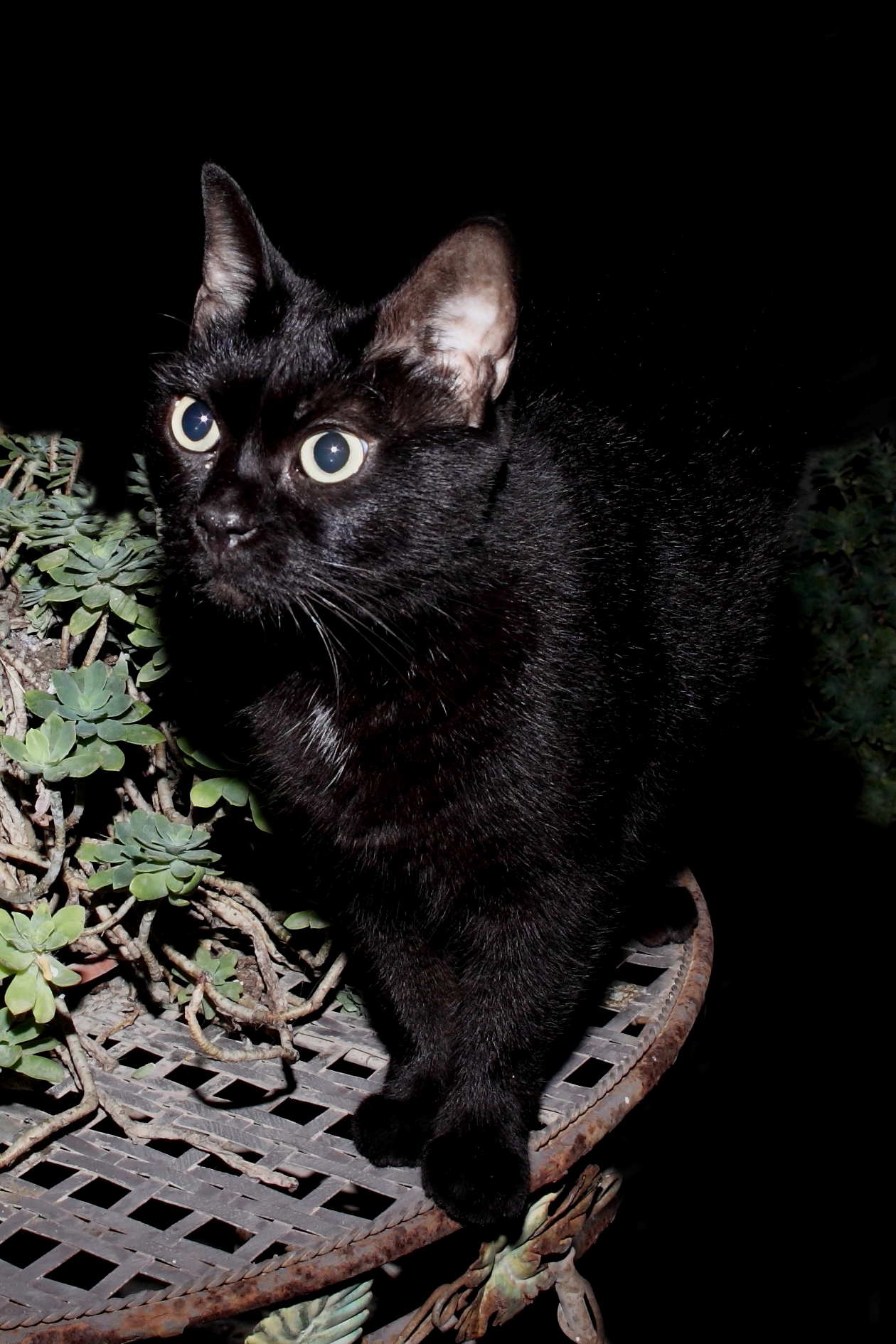 Saetta la mia piccola pantera