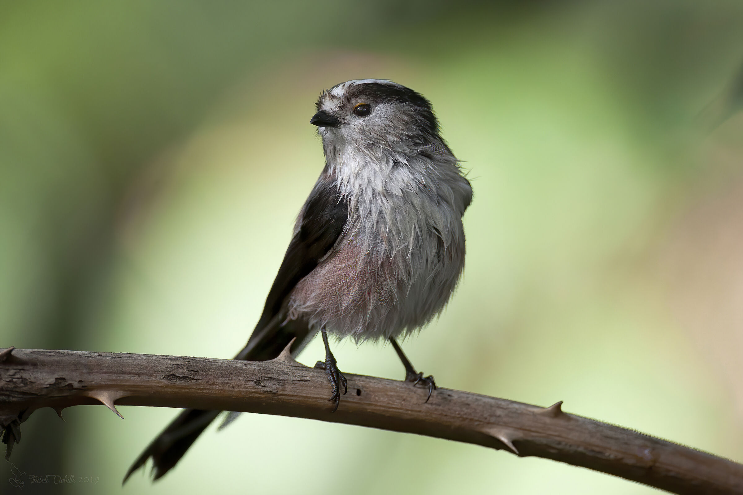 Codibugnolo dopo il bagno