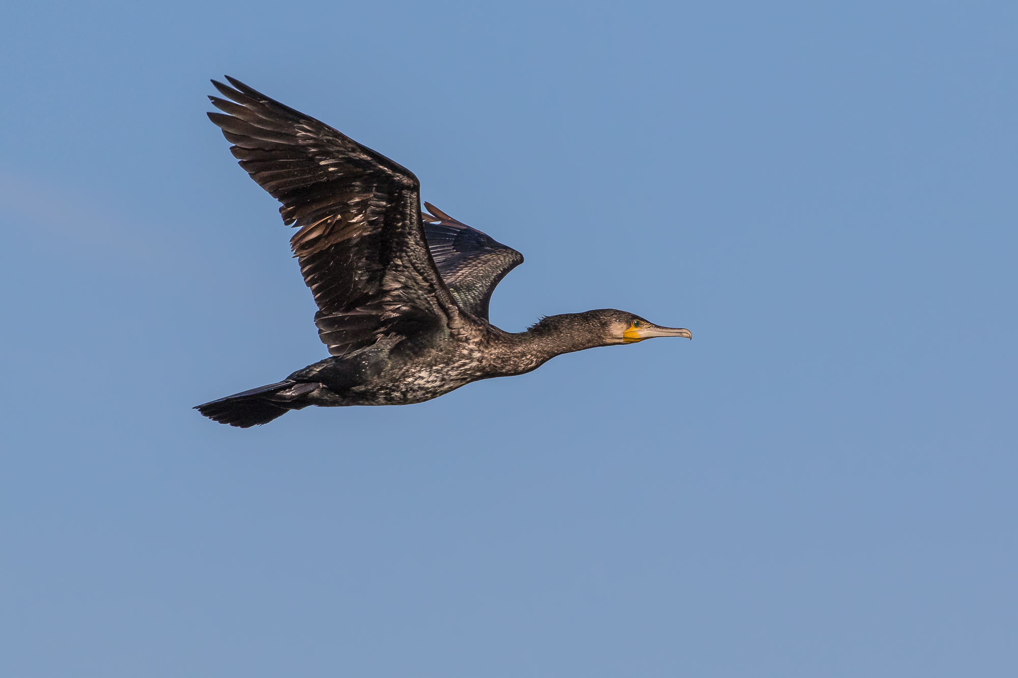Cormorant.