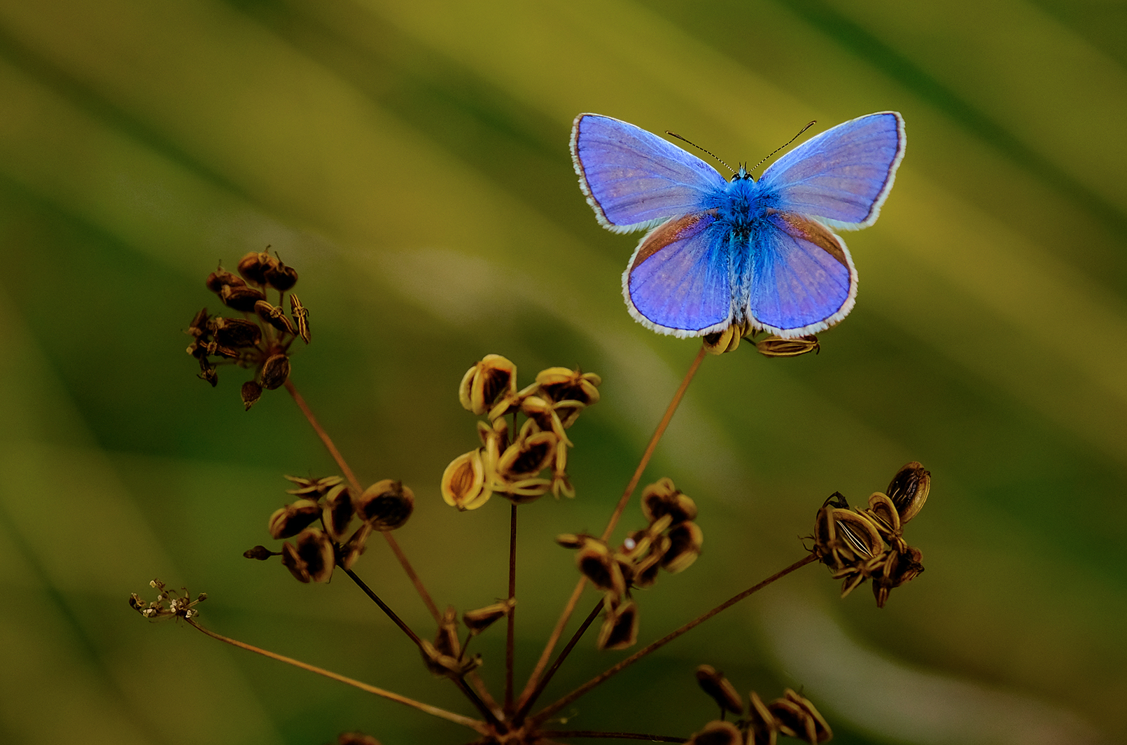The touch of blue....