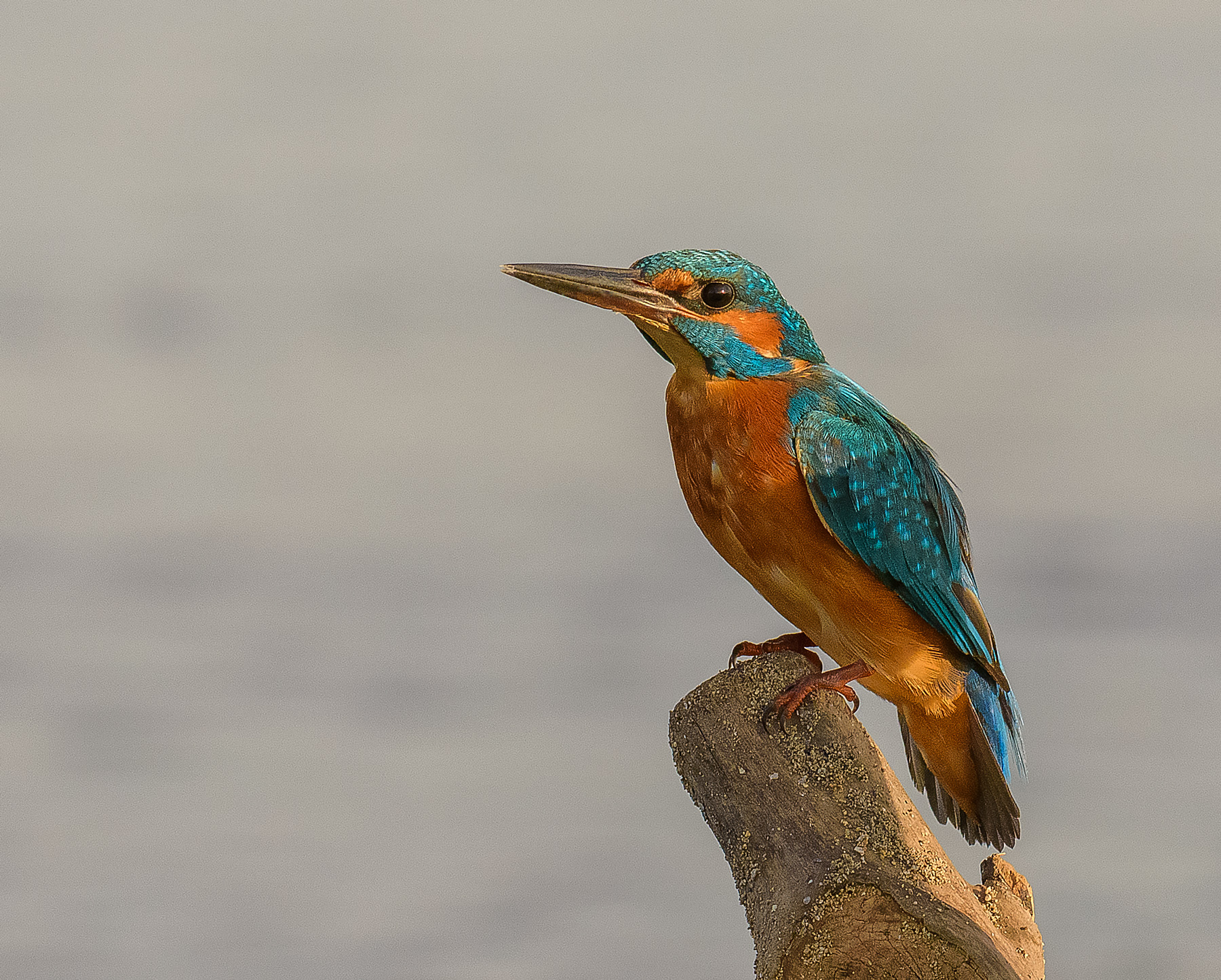 Kingfisher