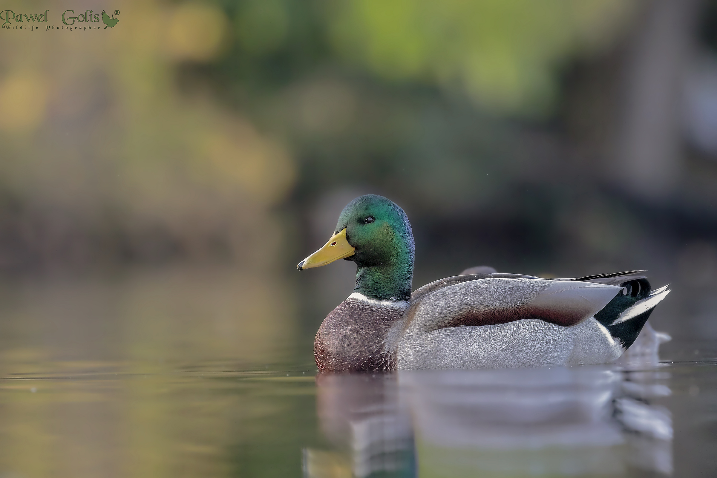Mallard (Anas platyrhynchos)