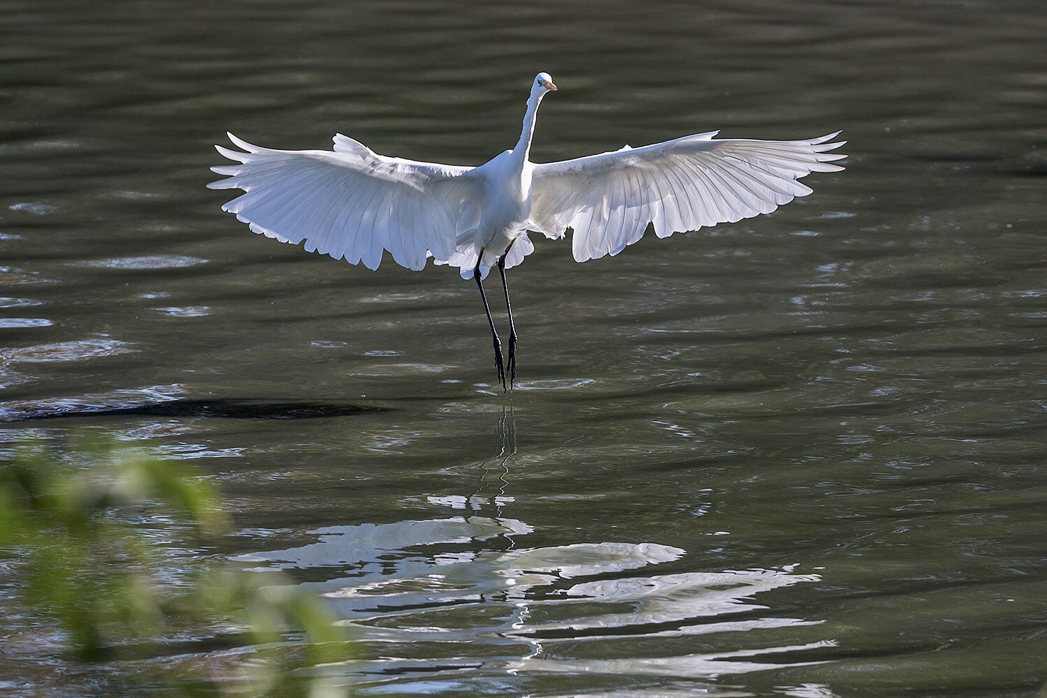 White heron