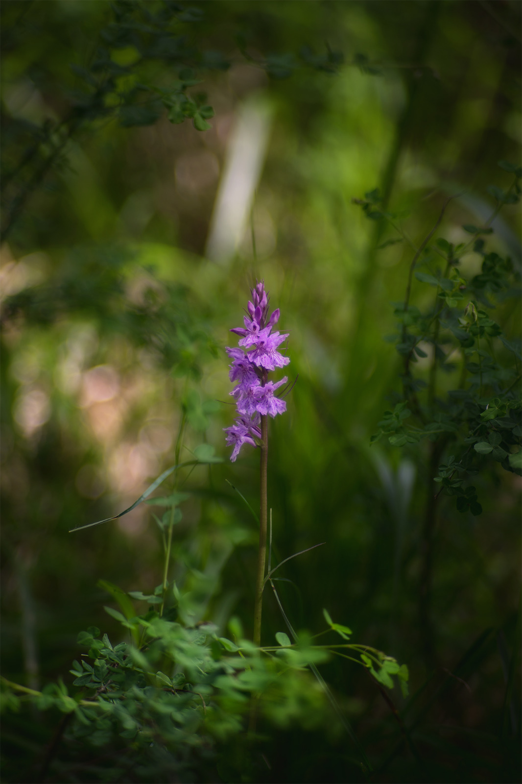Flowering even in the dark...