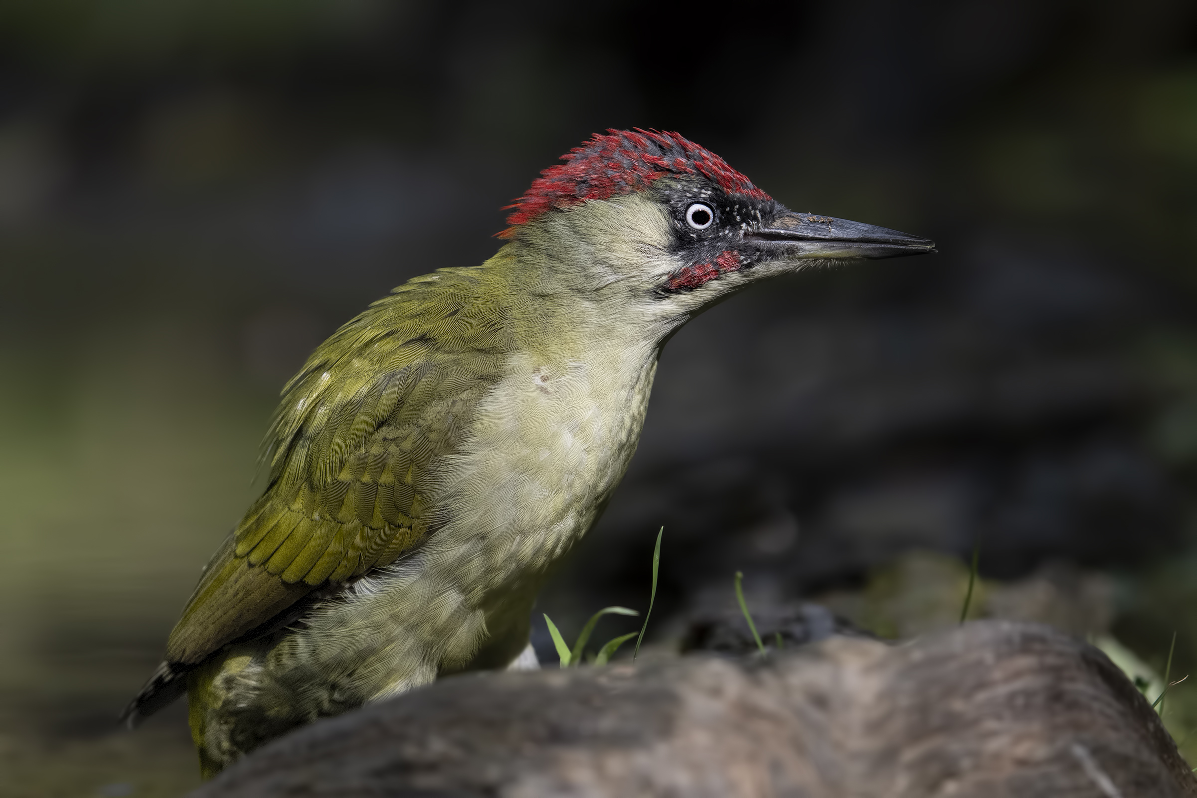 Green woodpecker