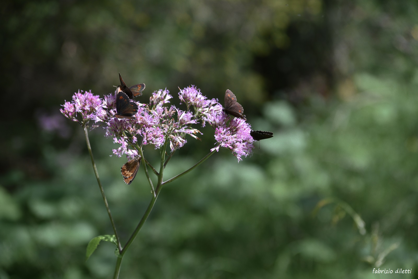 flowers and butterflies
