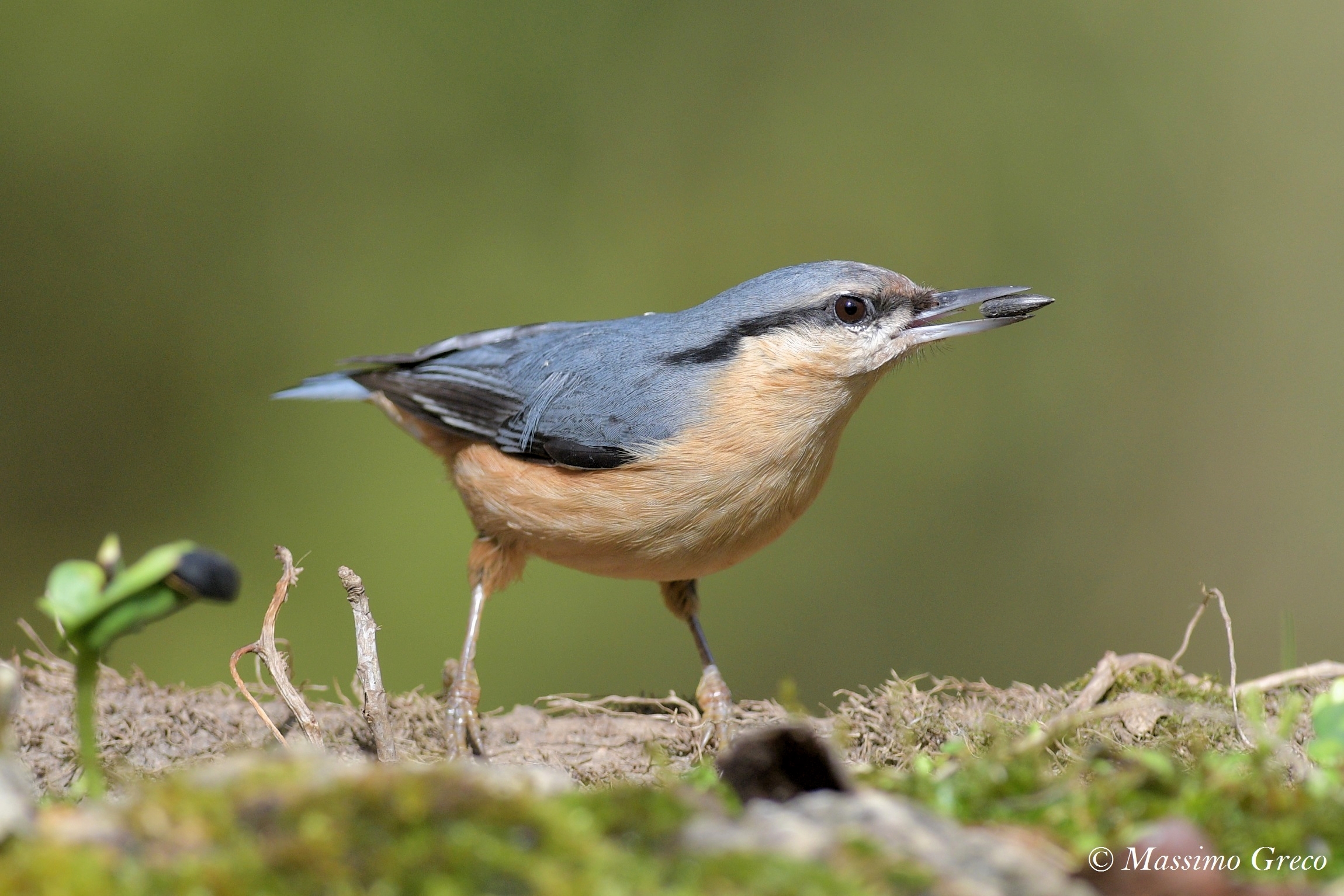 Picchio muratore (Sitta europaea)