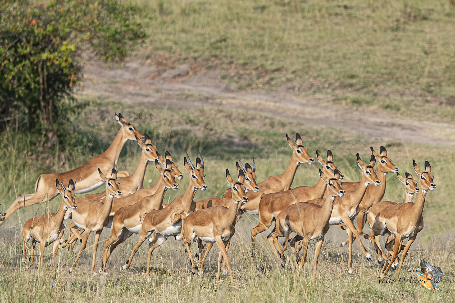 The Gazelles Impala