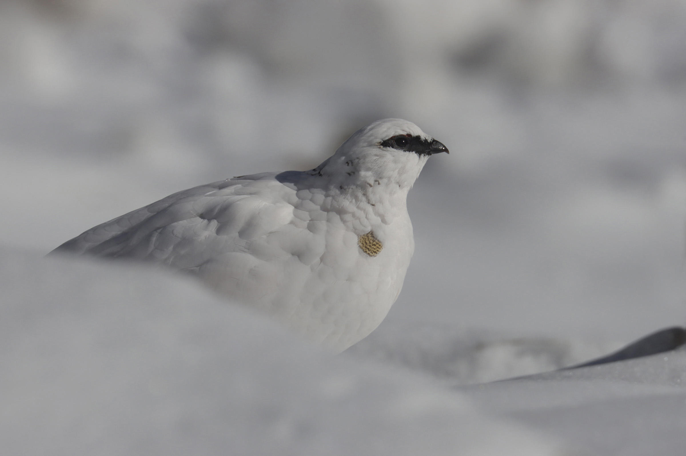 pernice bianca tranne una piuma
