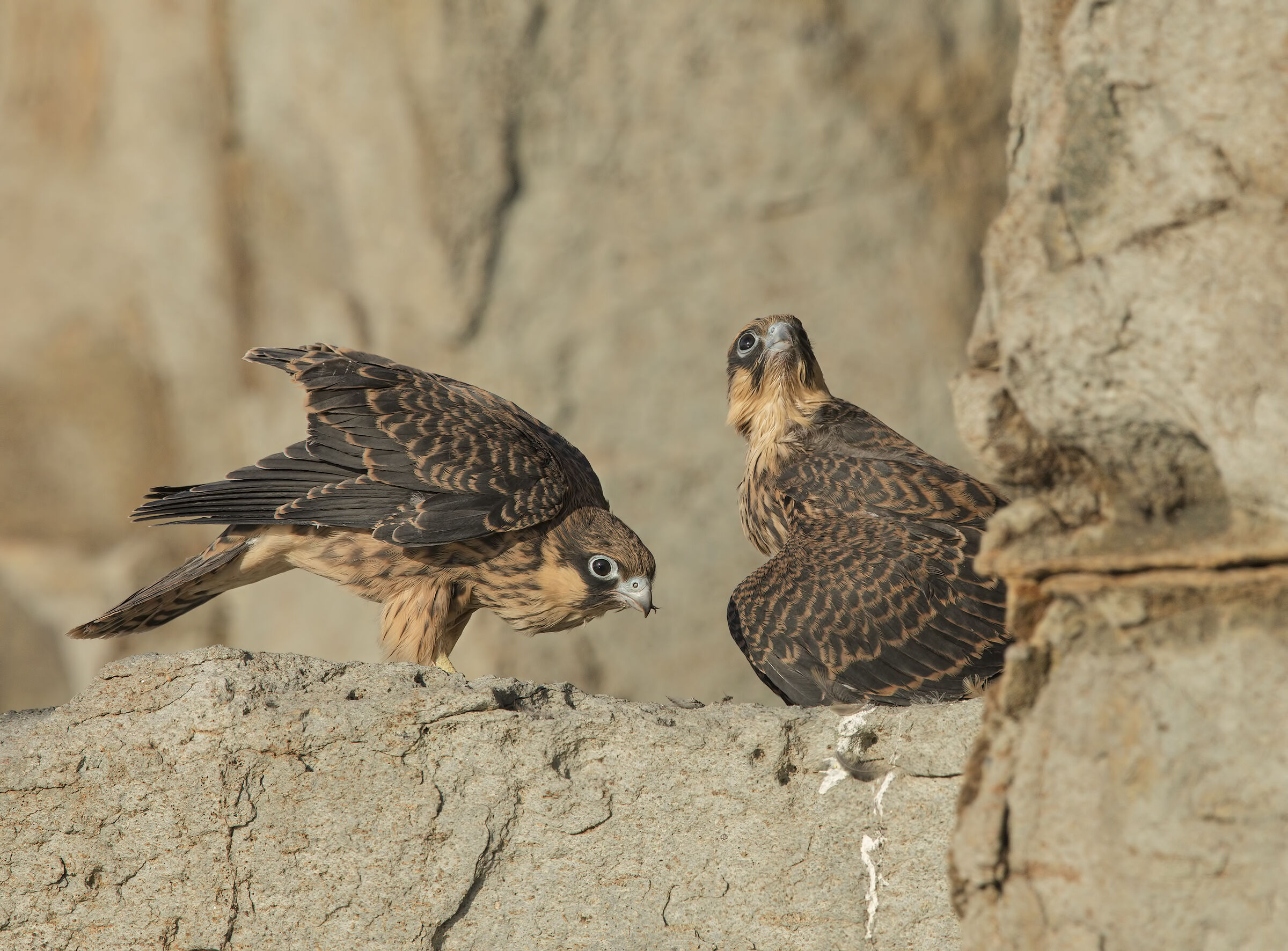 falco della regina (falco eleonorae)