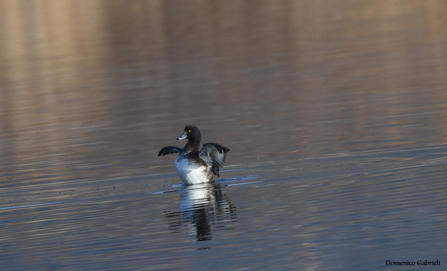 blackberry from the tuft