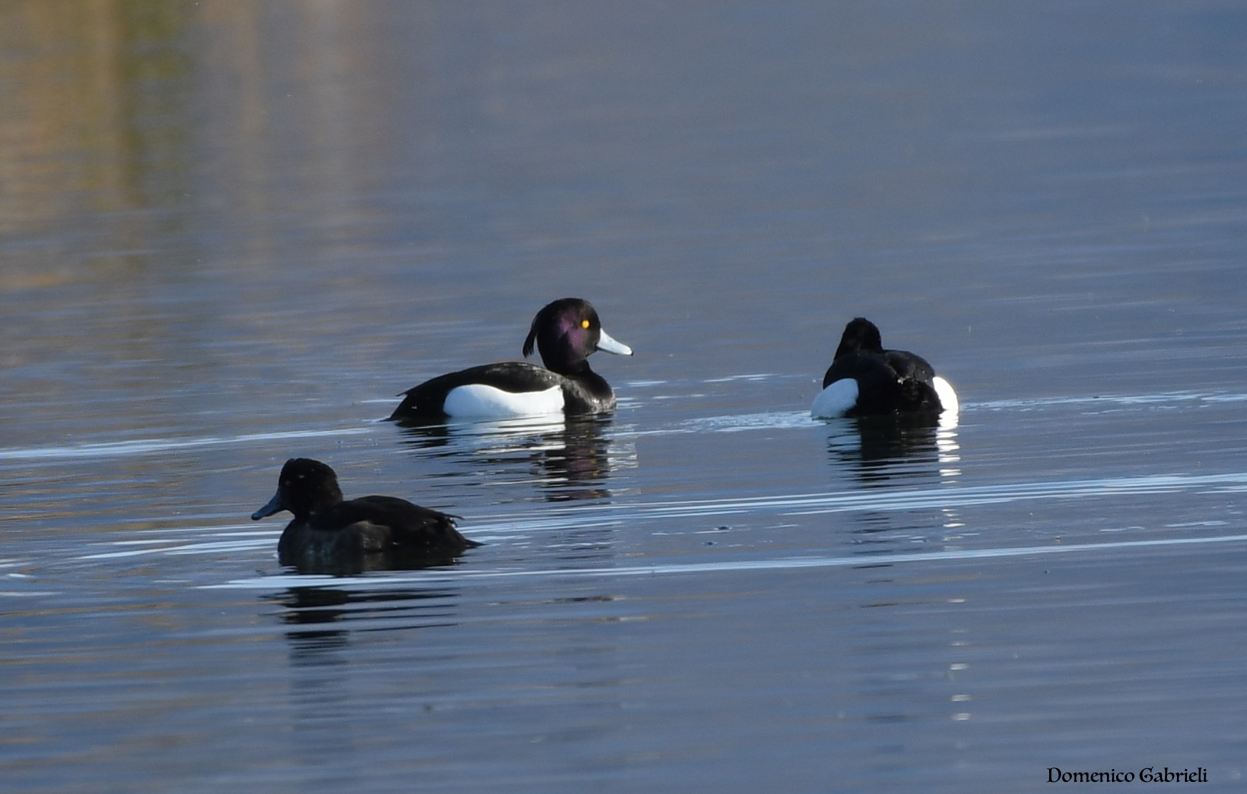 blackberry from the tuft