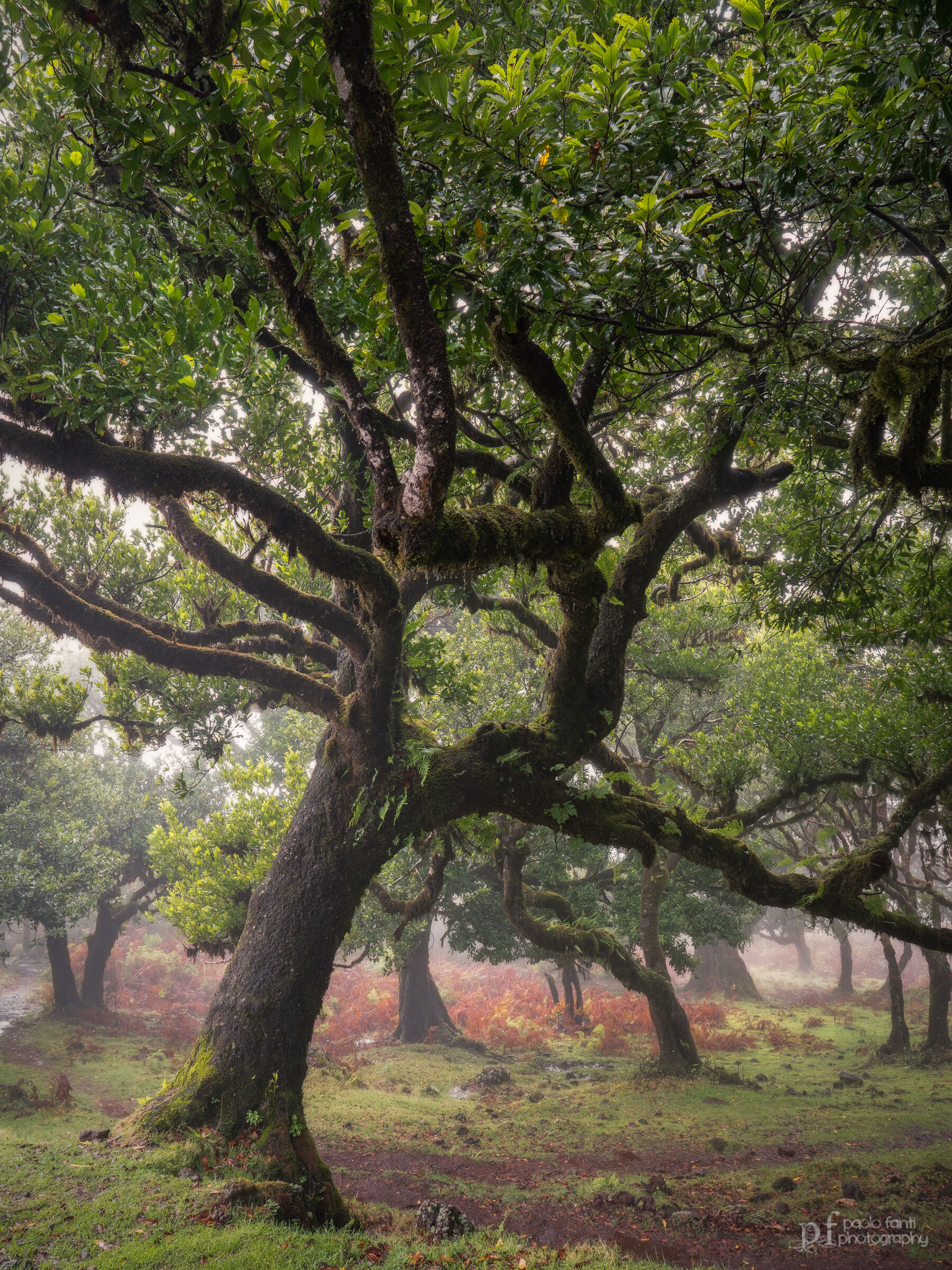 Lauri millenari di Madeira