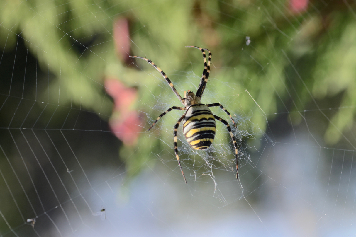 The wasp spider 1