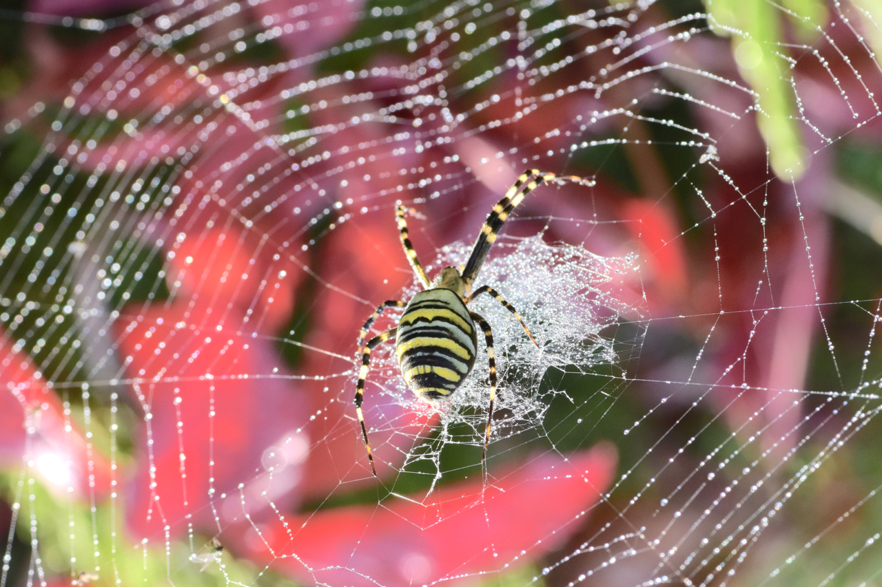 The wasp spider 2