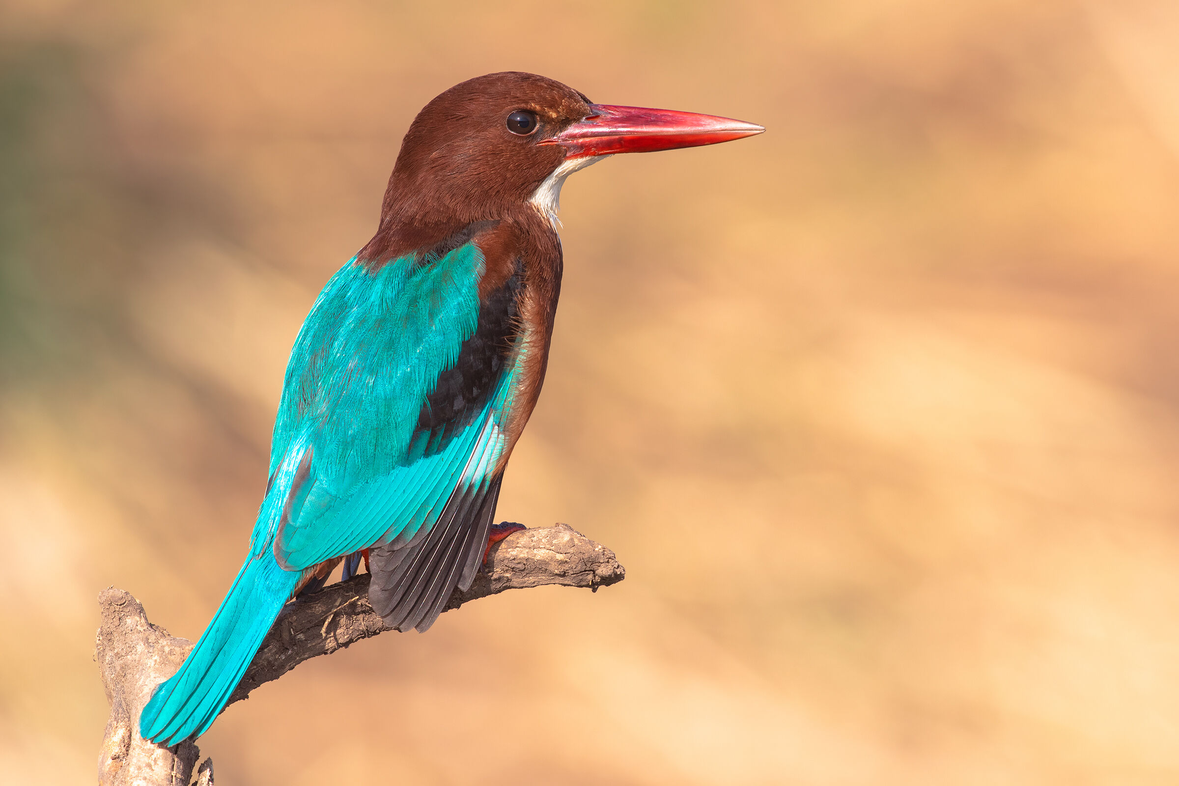 white breasted kingfisher