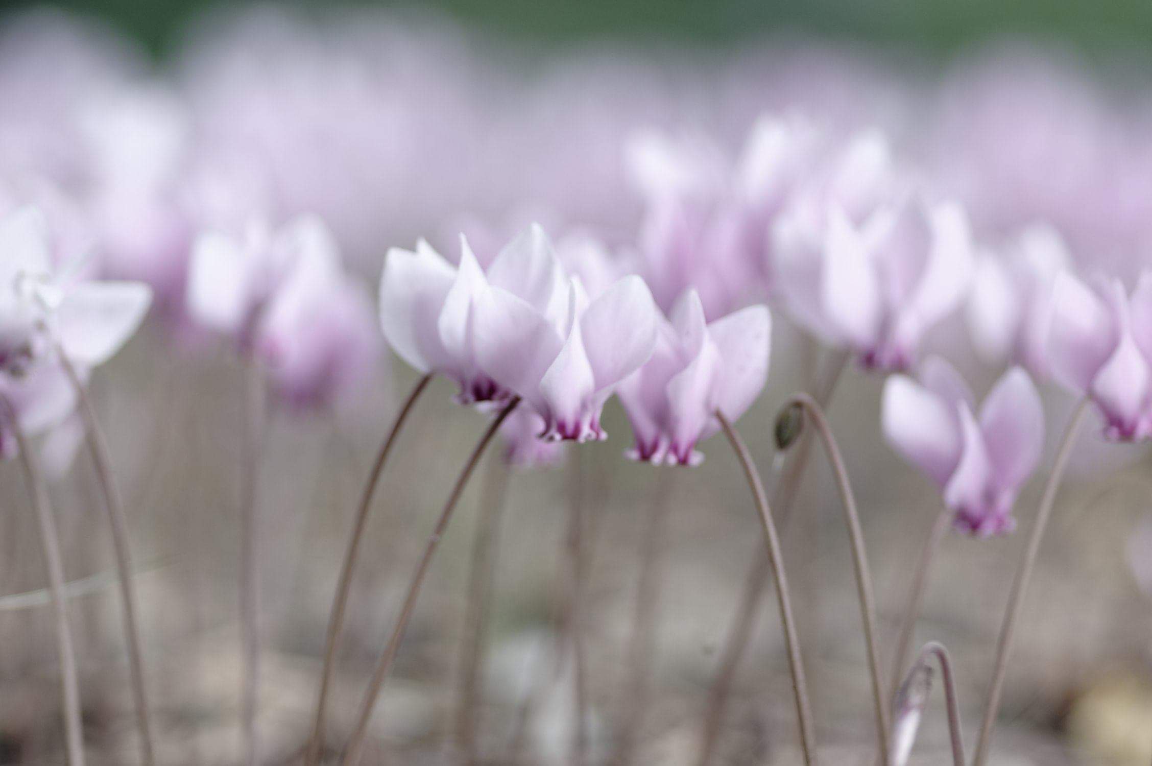 Rizzani Park (Udine)