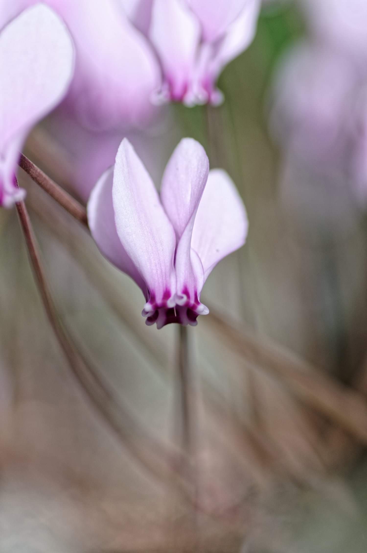 Rizzani Park (Udine)