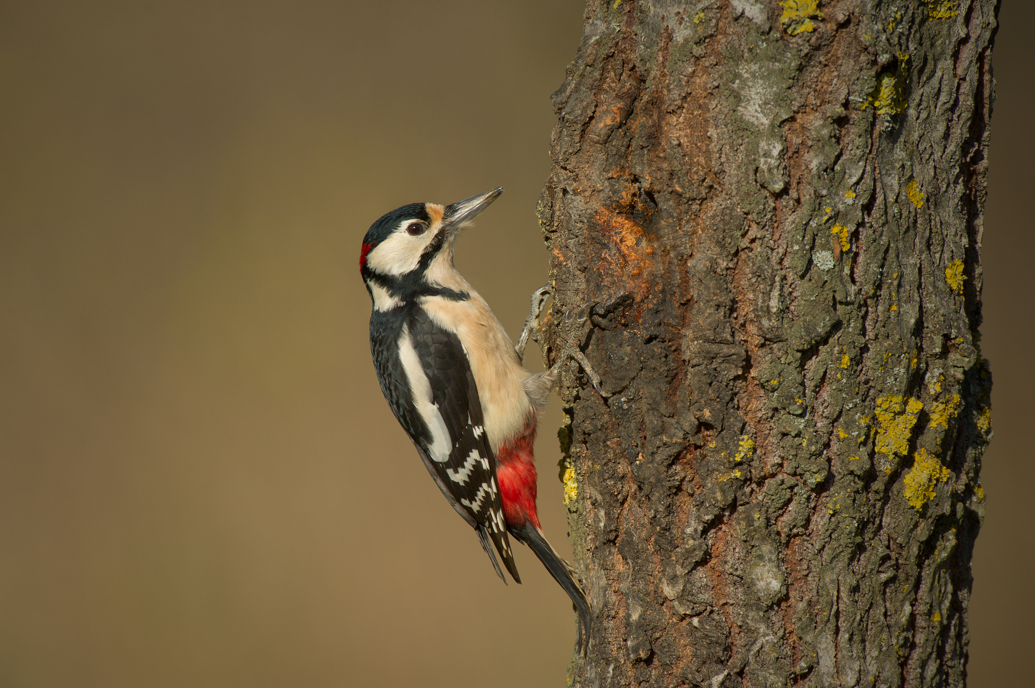 Woodpecker male